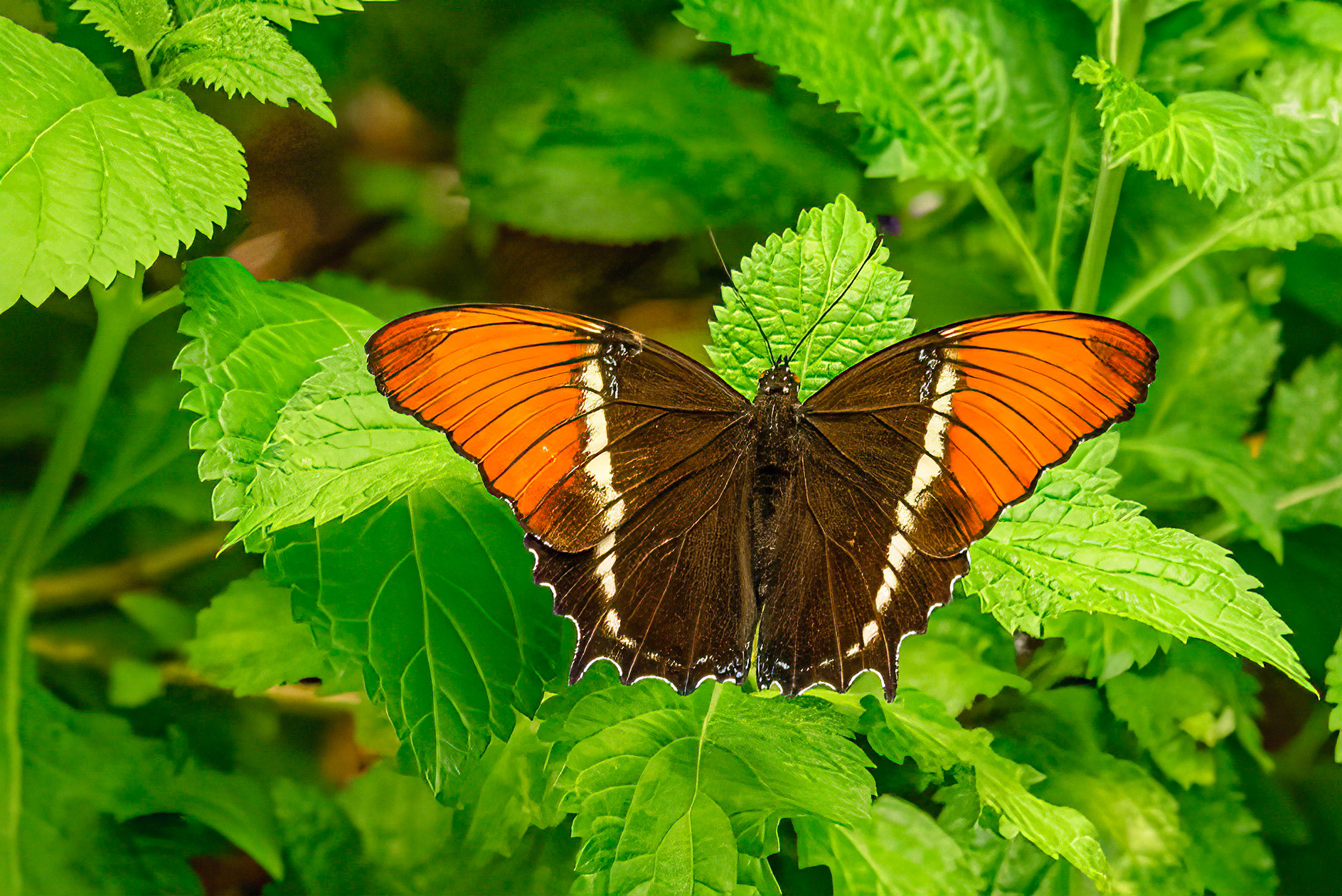 Brown Tip Page, Central/South America