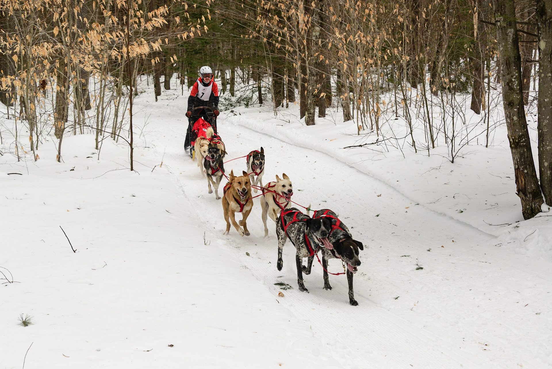 DTGD30223 Sled Dog Races, 2019