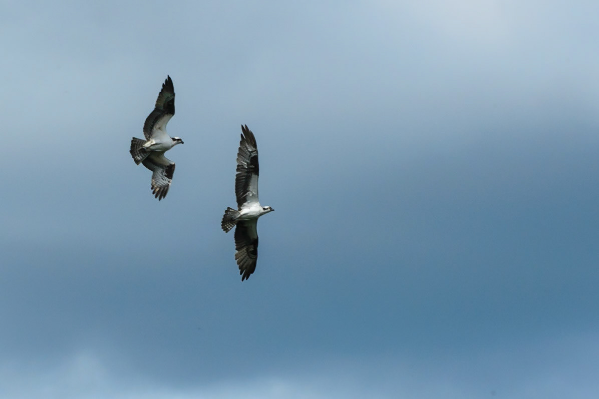 DTGD20882-Osprey chasing intruder away from nest.