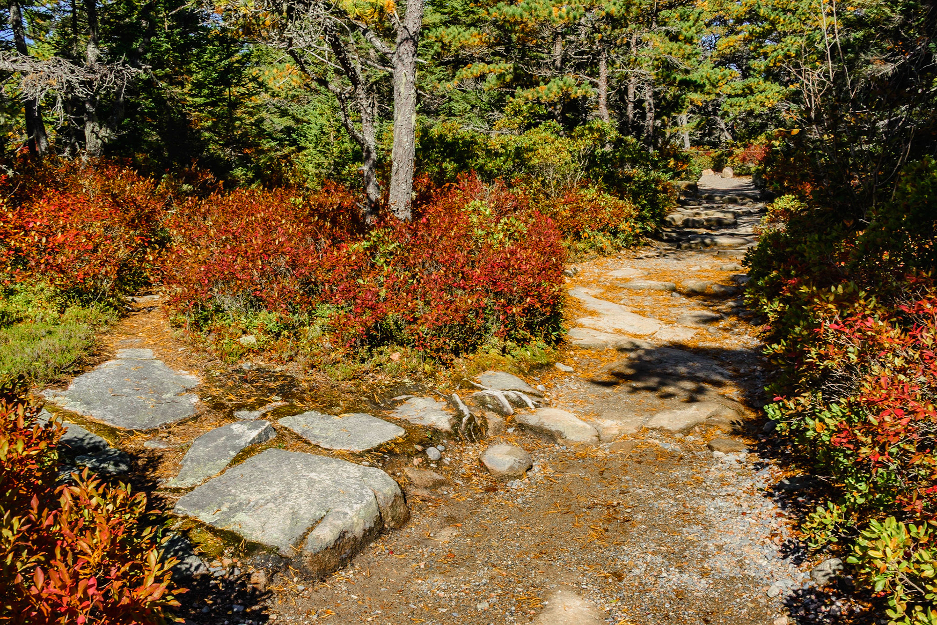 DTGD25128 Wonderland trail, me