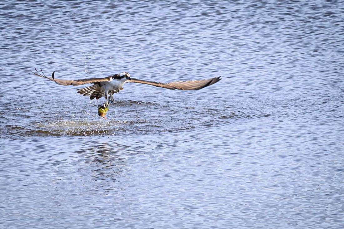 DTGD30587-Just caught lunch.