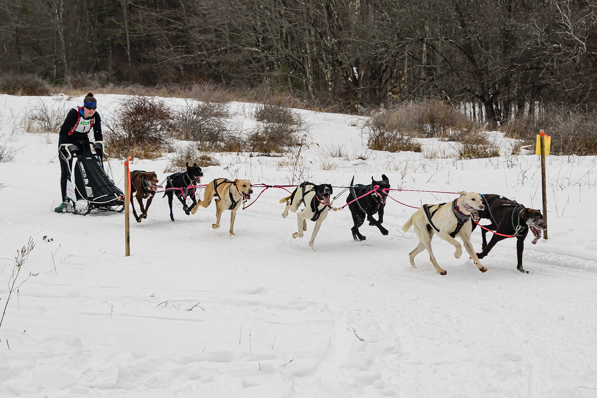 DTGD32293 Laconia, NH Sled Dog Races, 2020