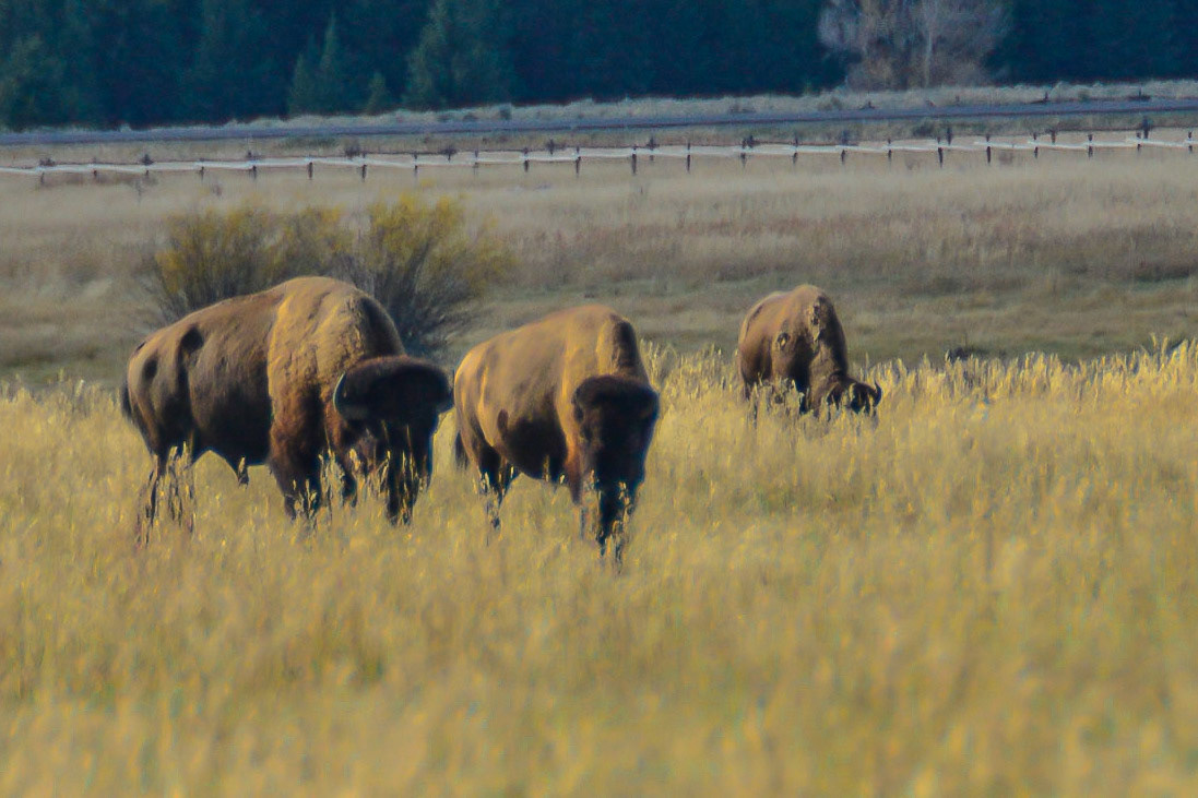 DTGD21284 Buffalo in Tetons
