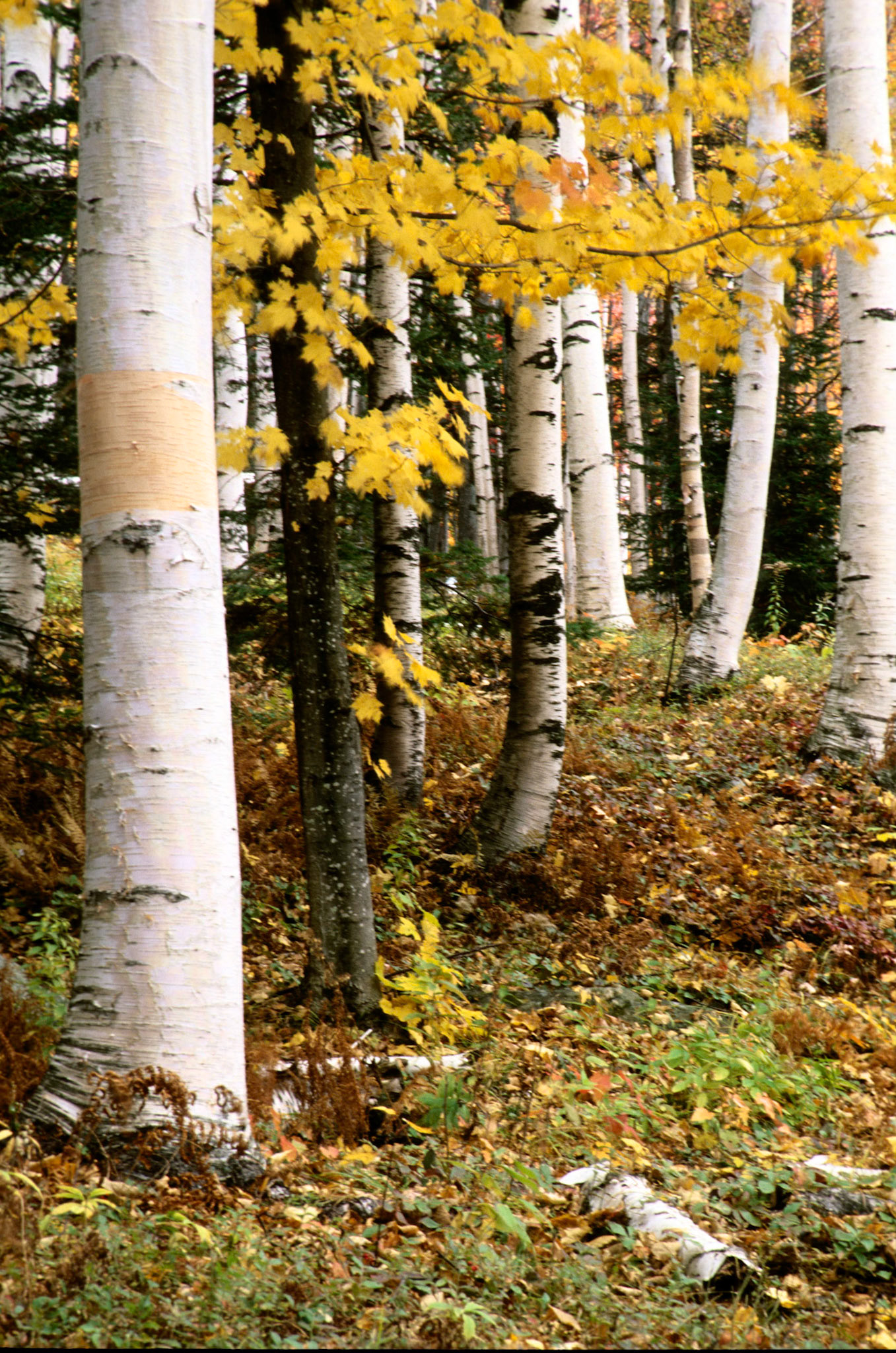 DTG00225 Birches @ Great Glen