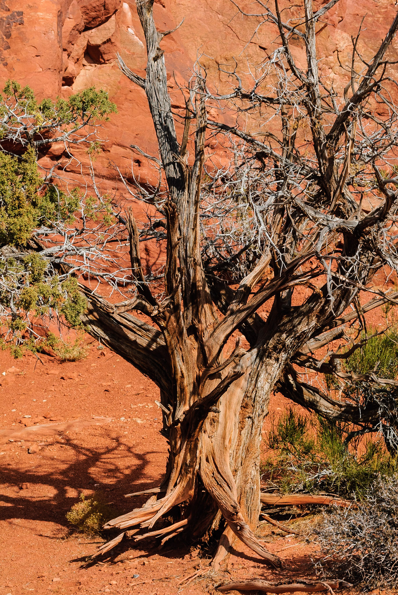 DTGD09611 Old Juniper, Arches Nat'l Park