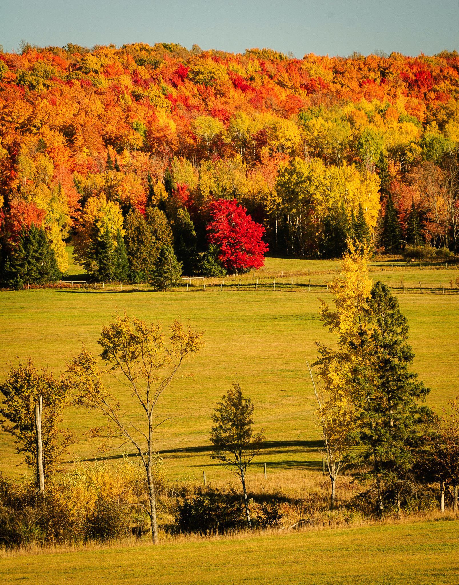 DTGD12753 Fall Color