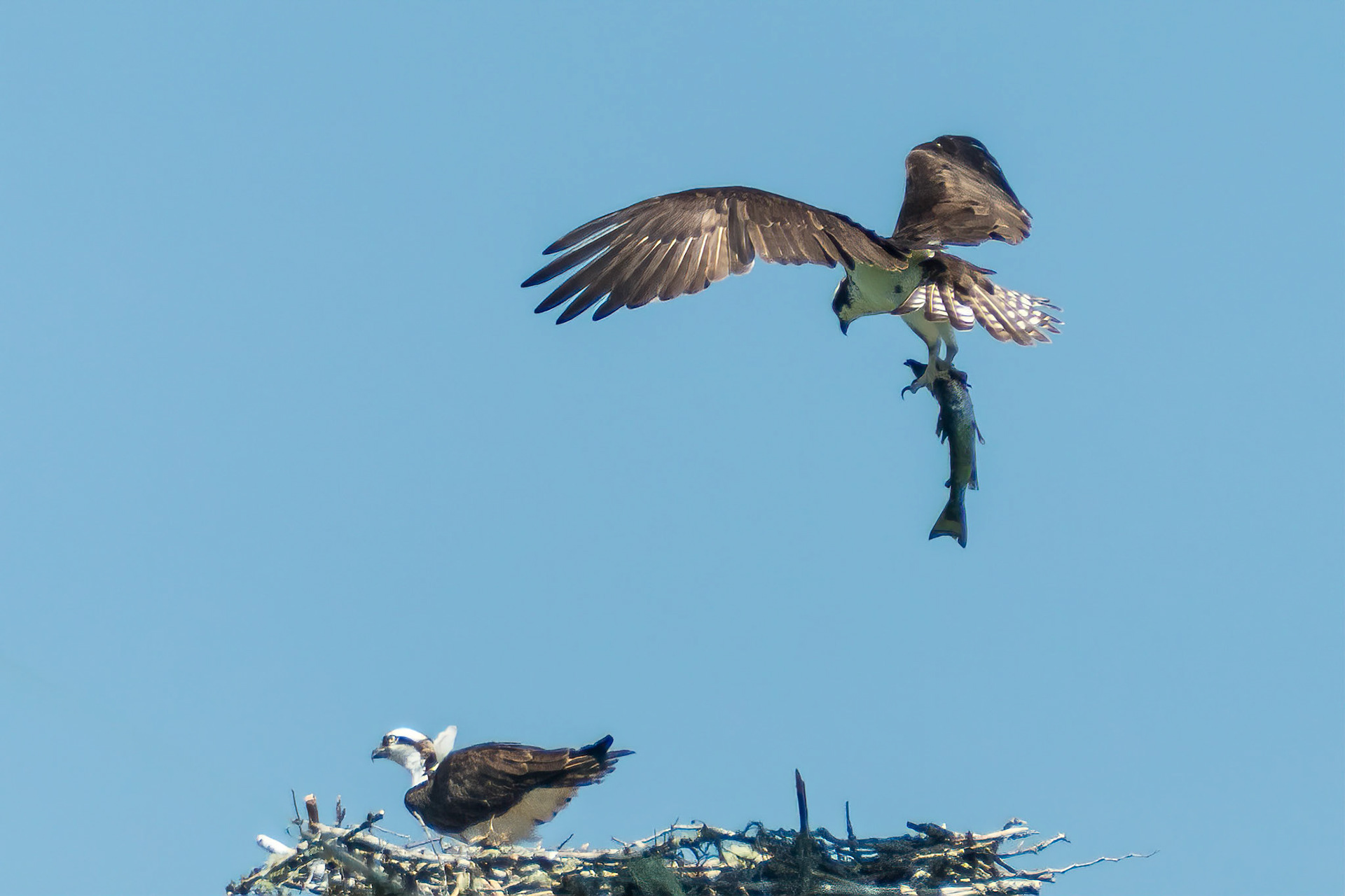 DTGD17804-Adult Osprey bringing lunch home