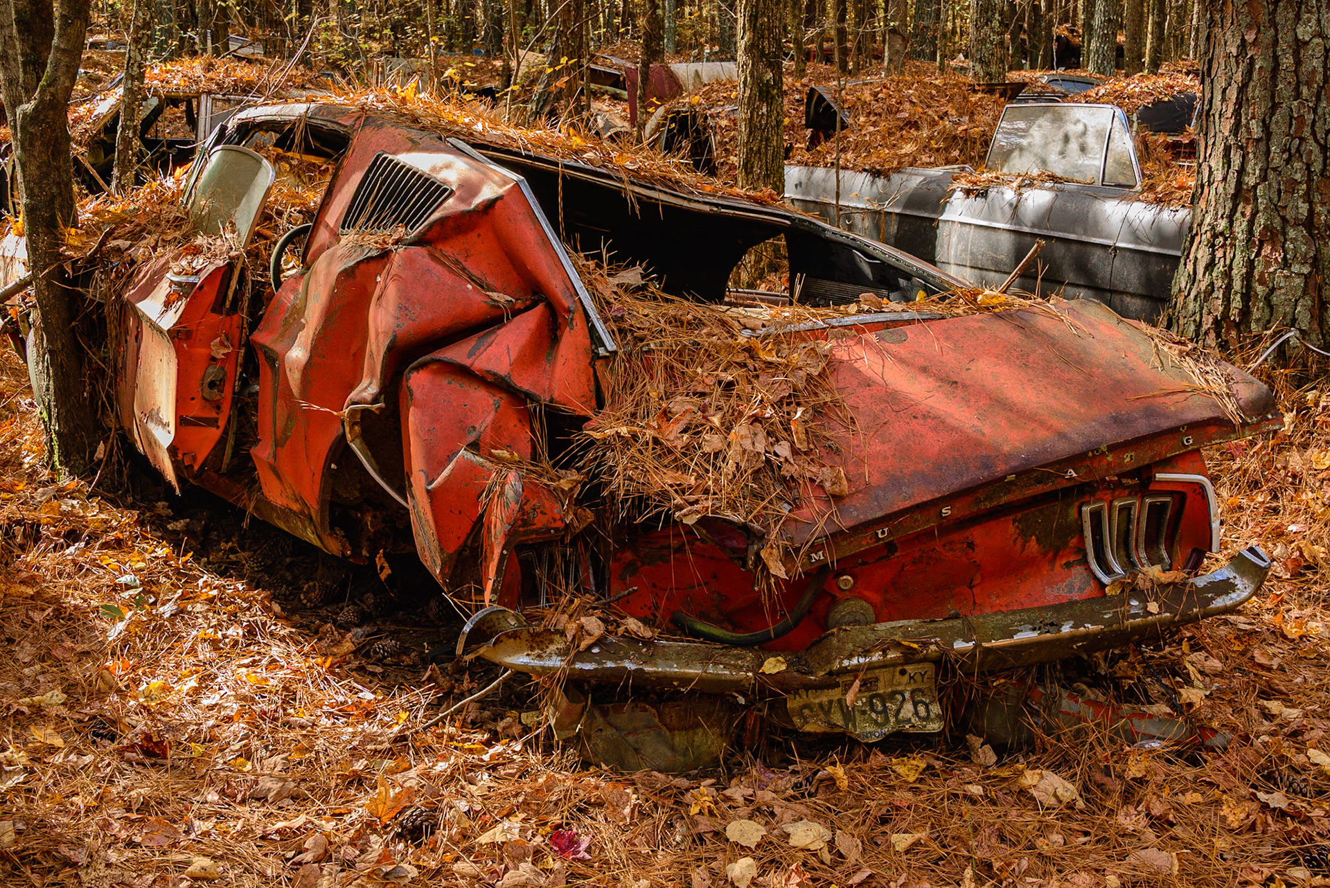 DTGD25782-Mustang Mess!