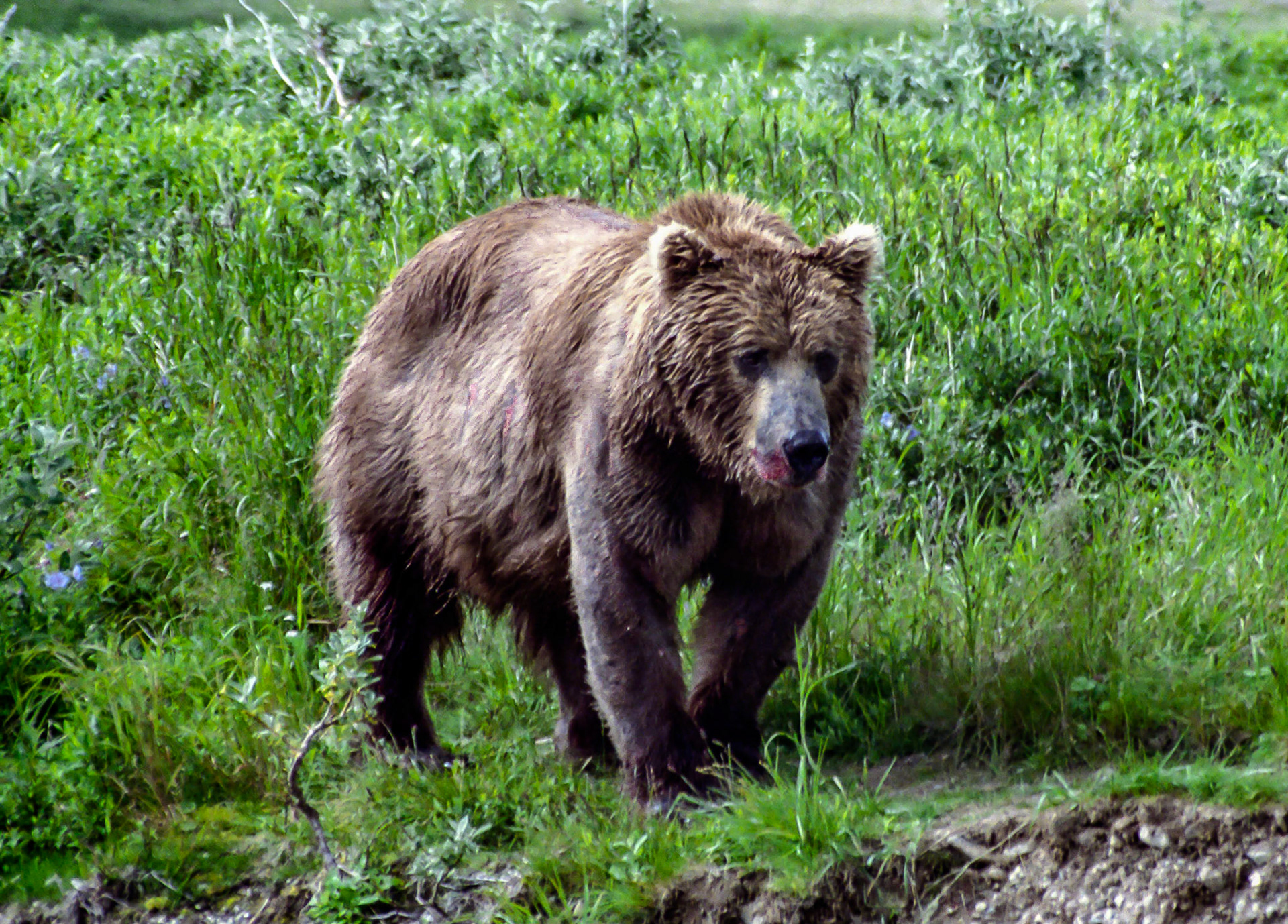 DTG09012n Alaskan Brown Bear on Shore