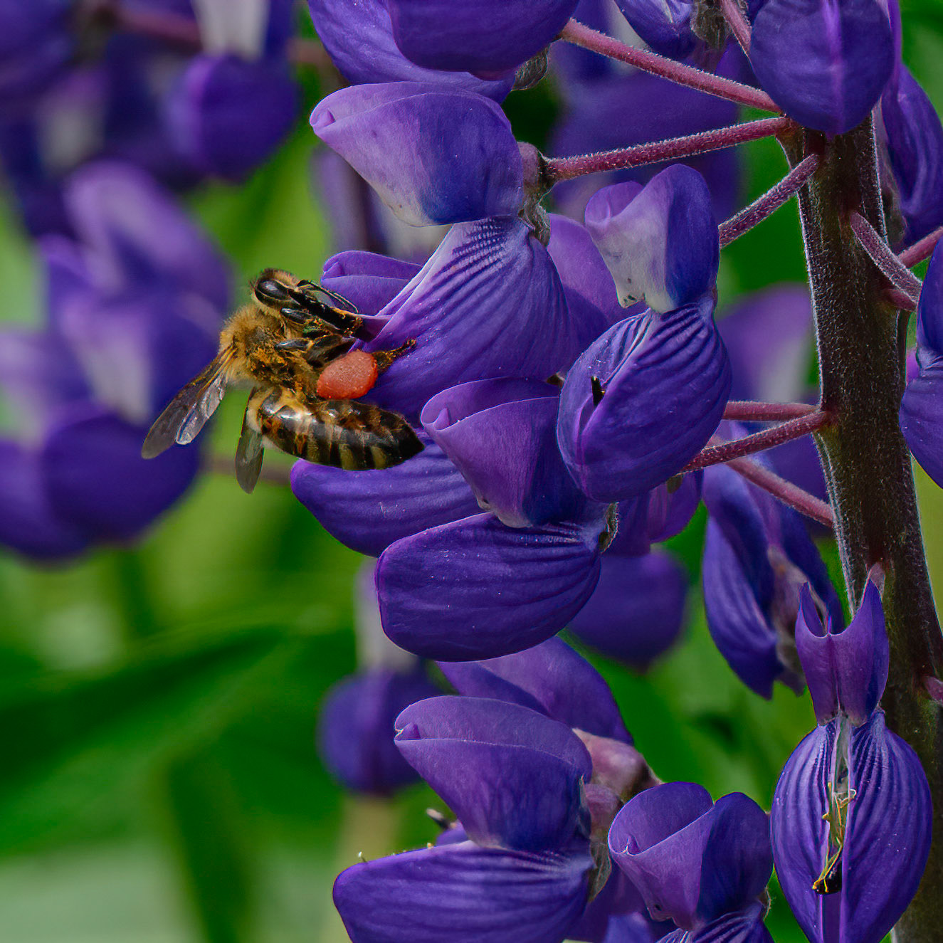 DTGD34515 Bee on Lupine