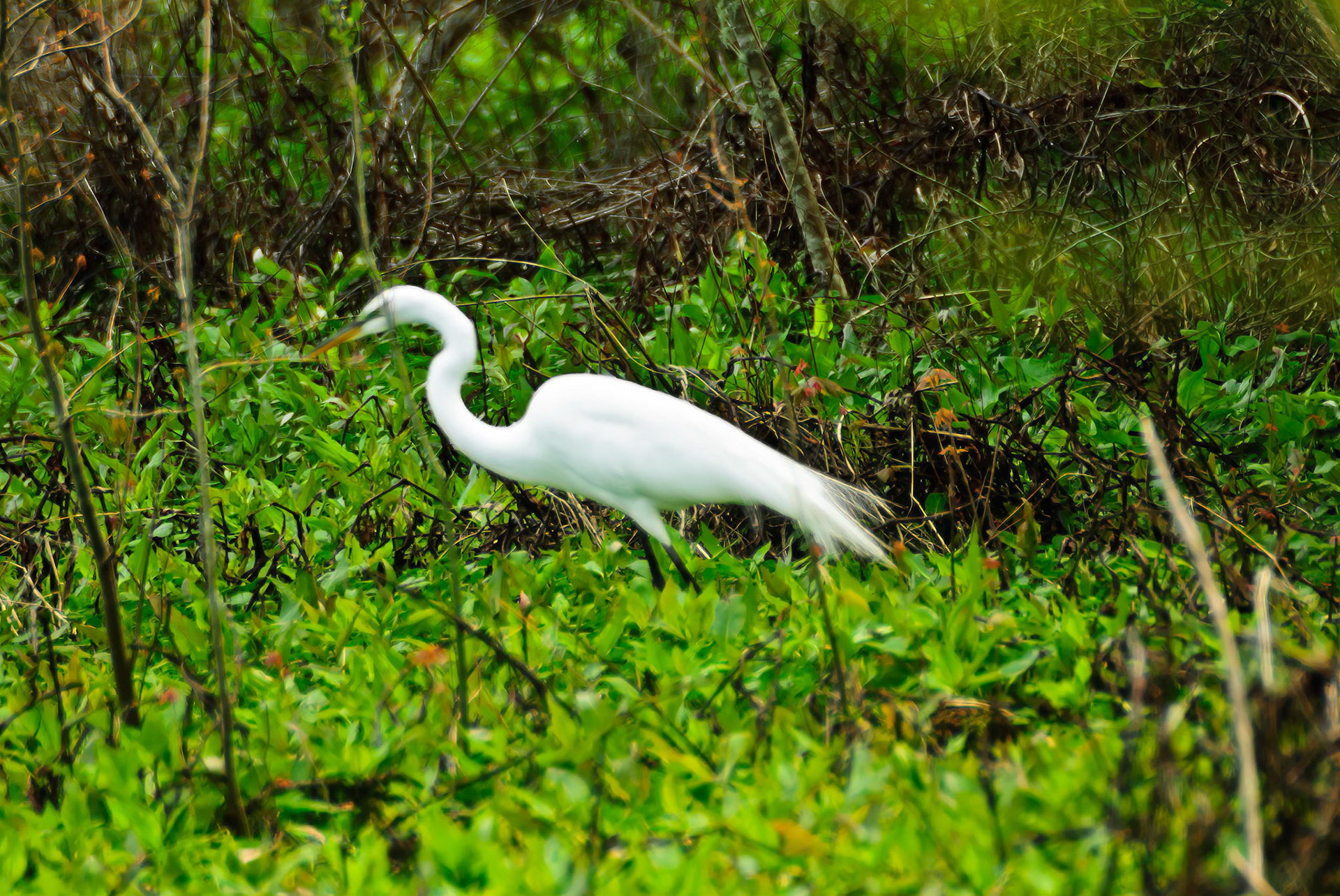 DTGD14573-Great White Egret