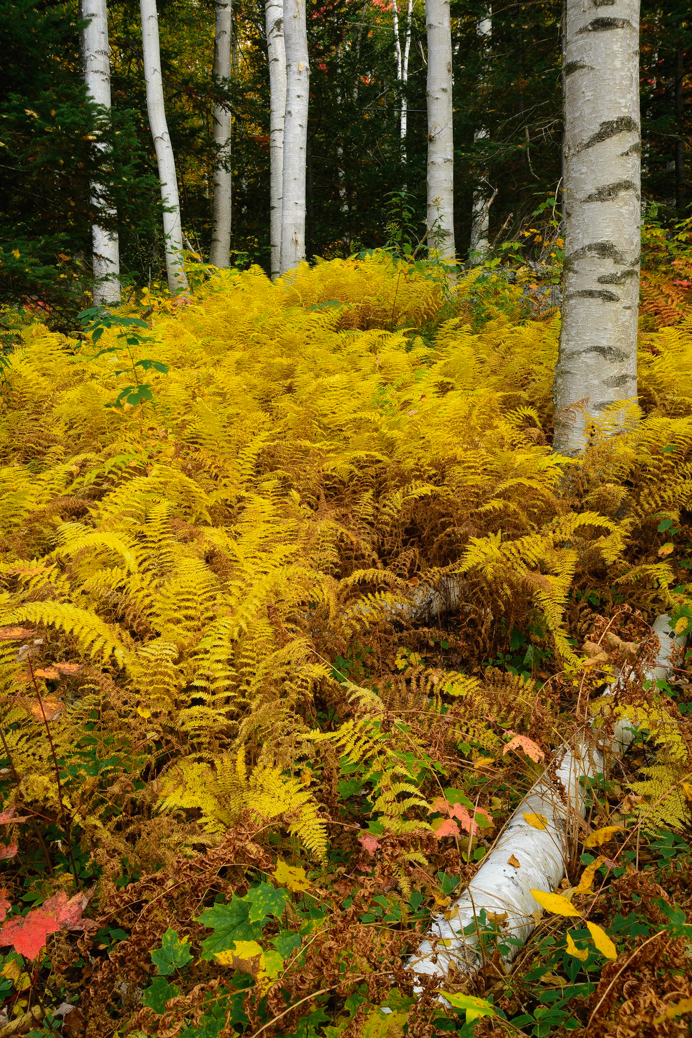 DTGD18452 Fall Birches @ Great Glen, NH