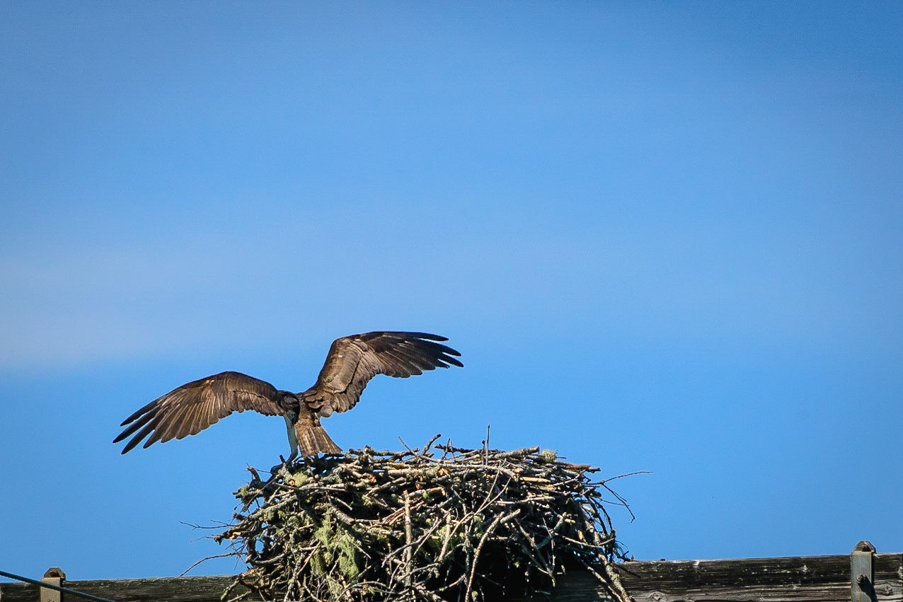 DTGD20734-Stretching My Wings