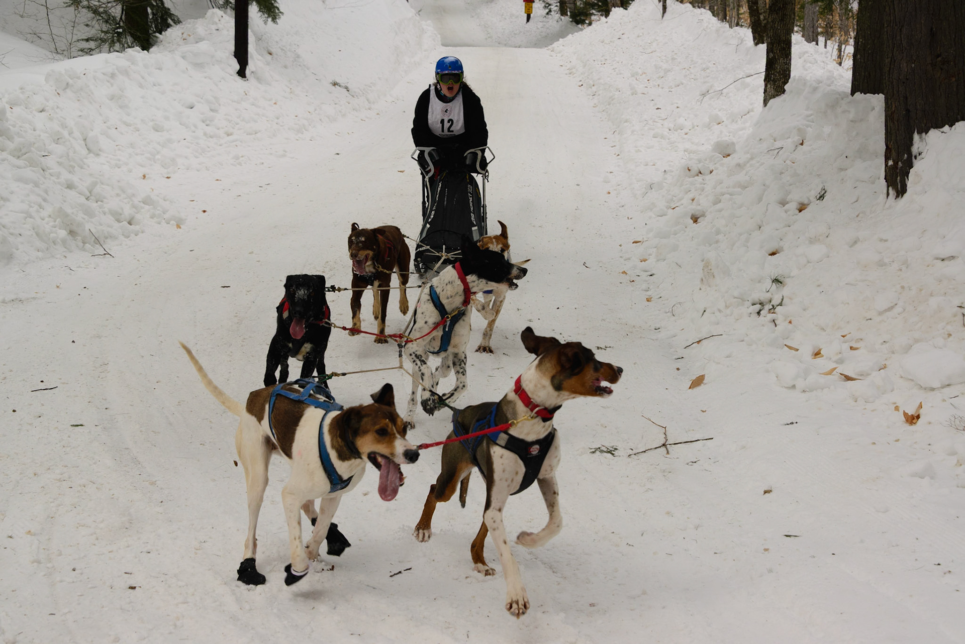 DTGD30359 Sled Dog Races, 2019