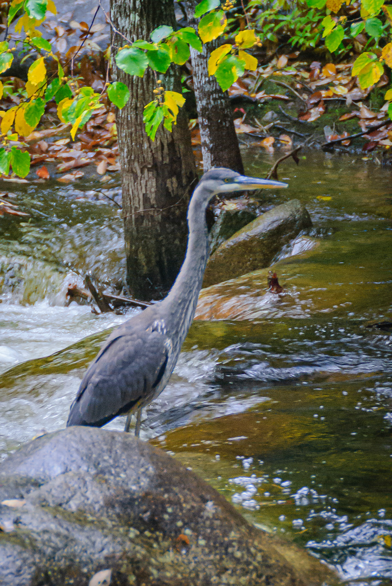 DTGD01645-Blue Herron