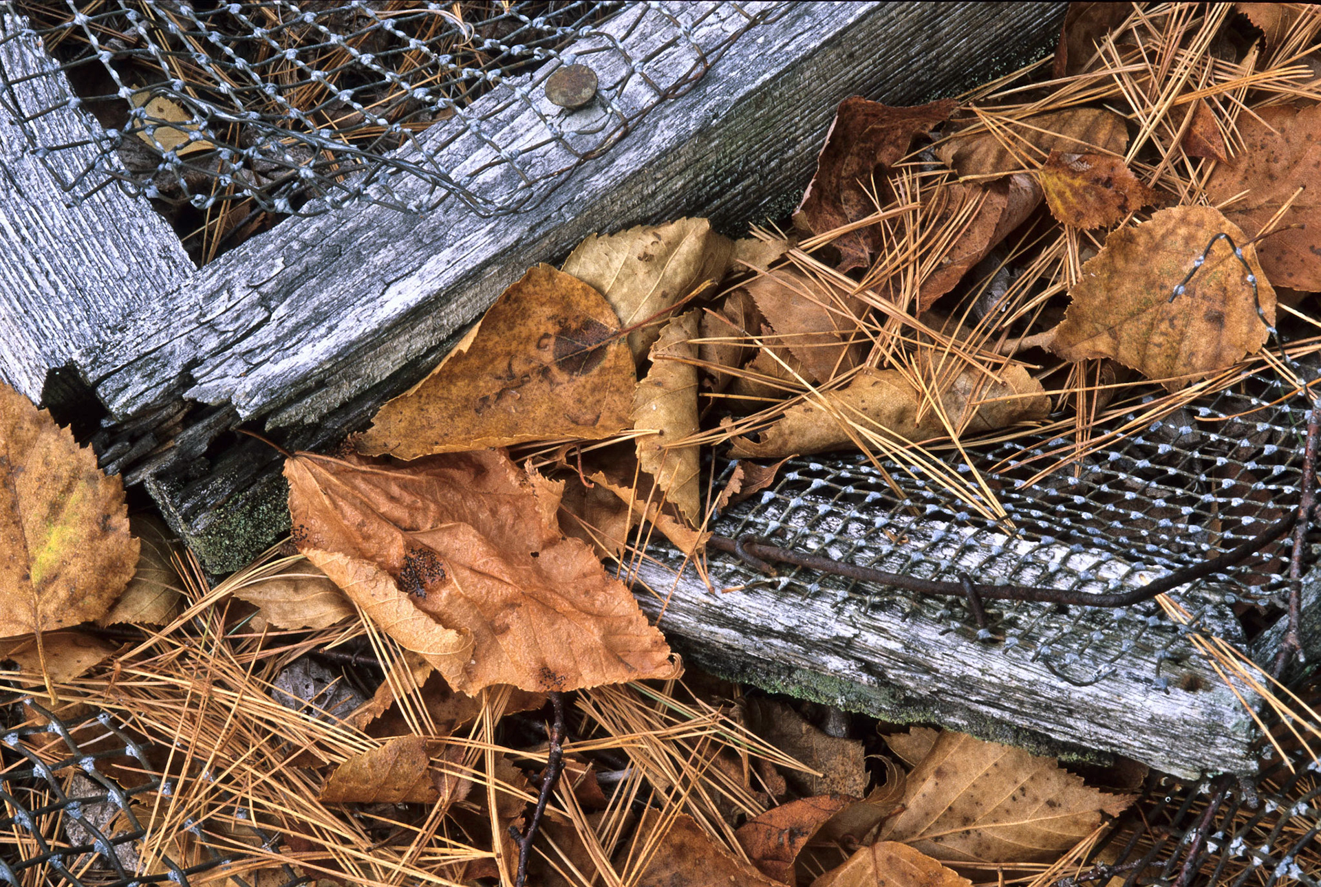 DTG00153 Fall Leaves &amp; Old Door