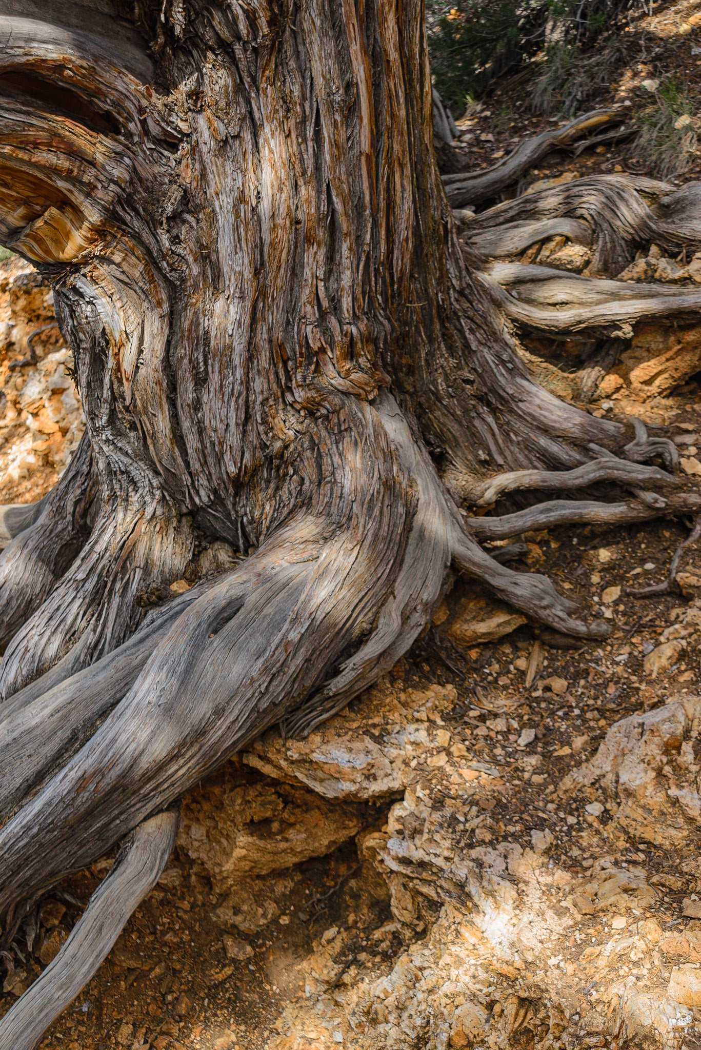 Old Juniper