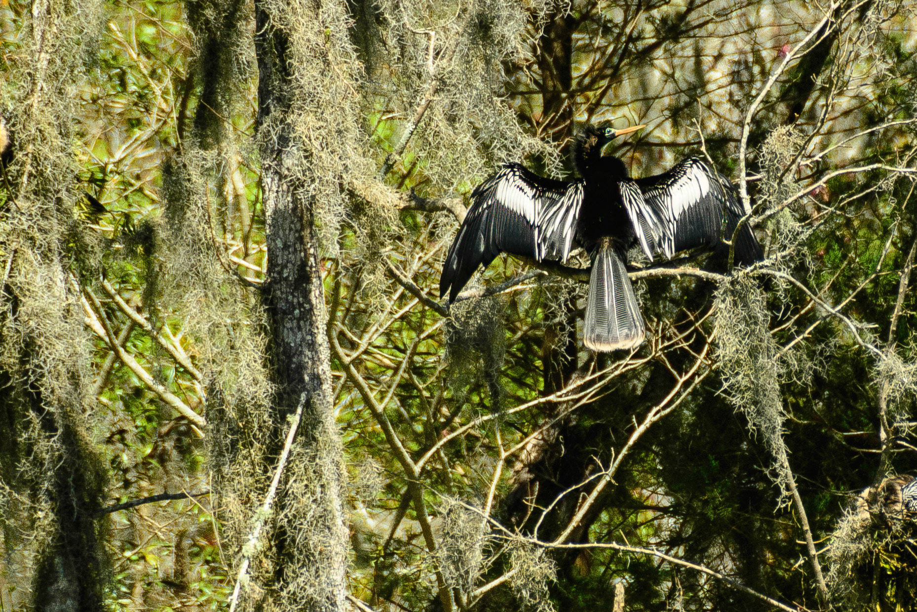 DTGD19861-Anhinga in Magnolia Gardens