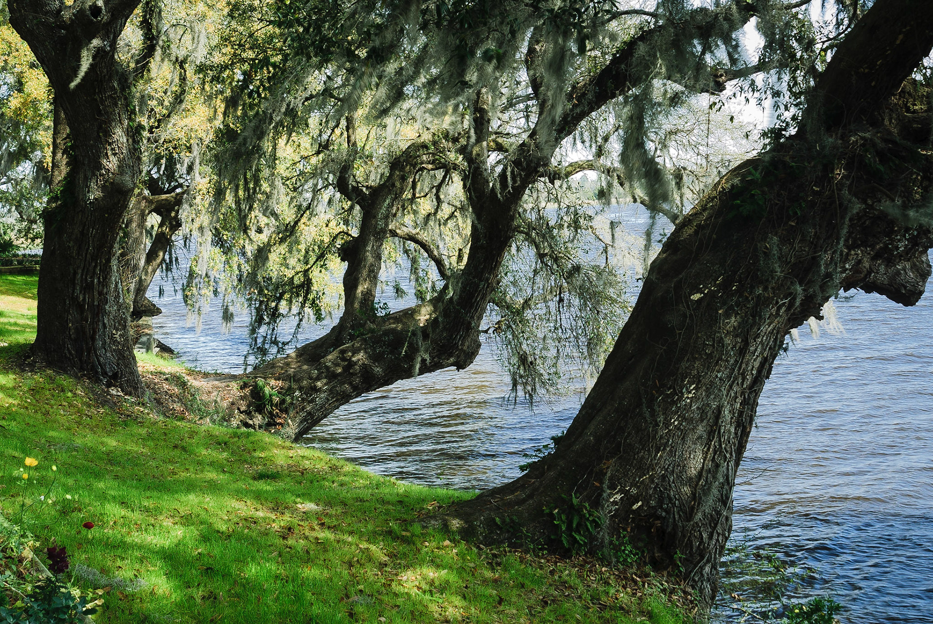 DTGD14550 Live Oaks on Ashley River, SC, Magnolia Gardens