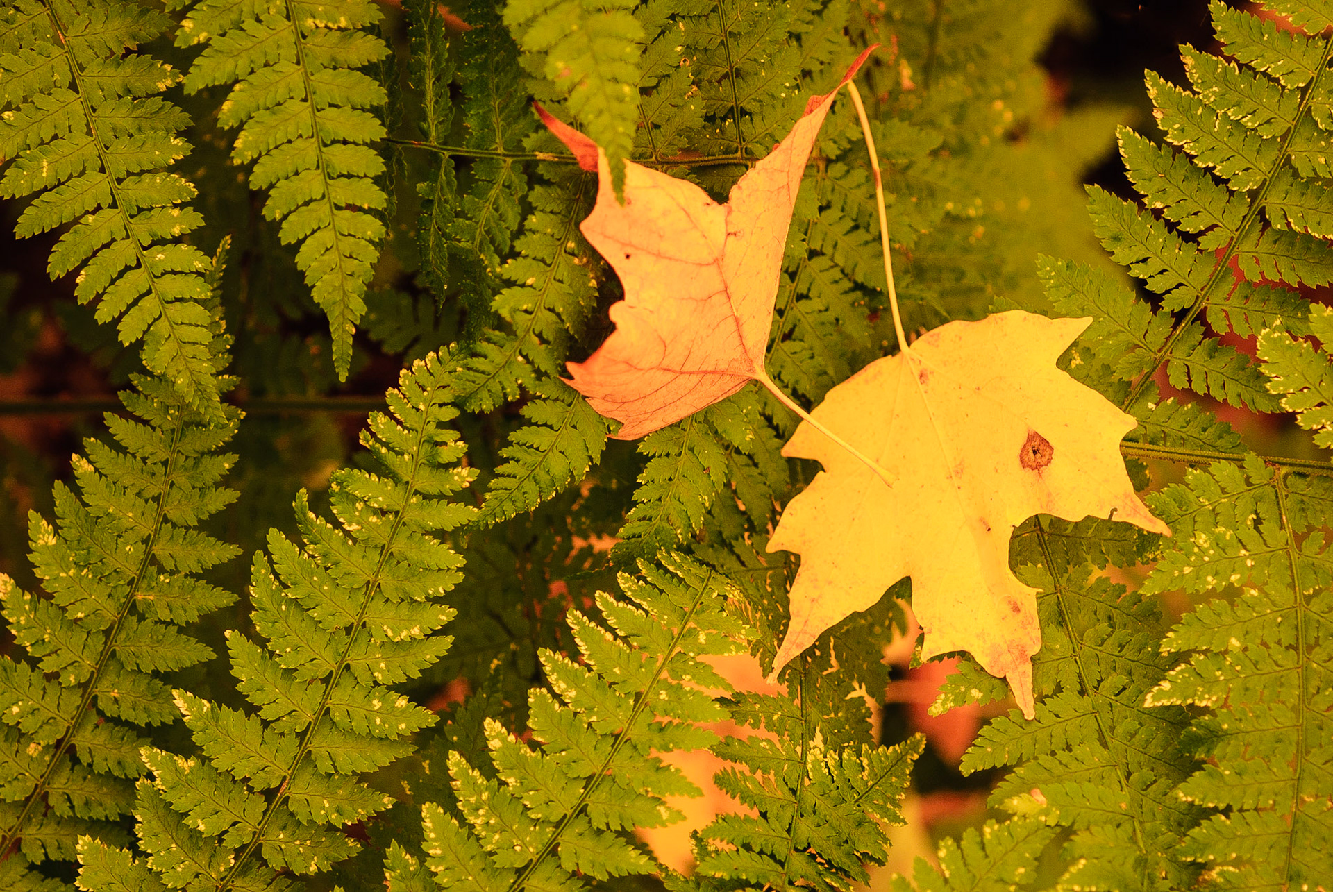 DTGD12897 Fall Color