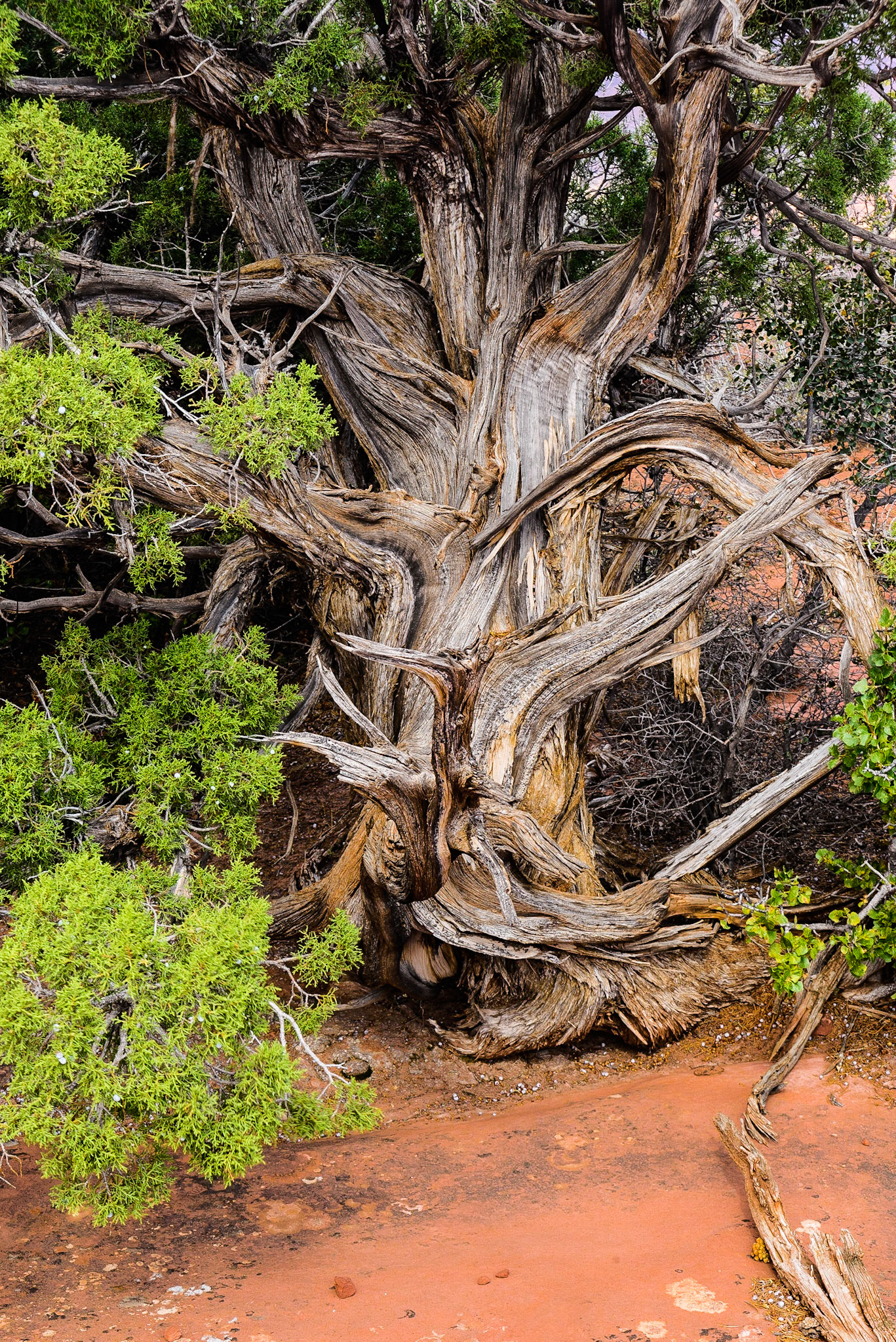 Old Juniper, Canyon Lands Nat'l Park
