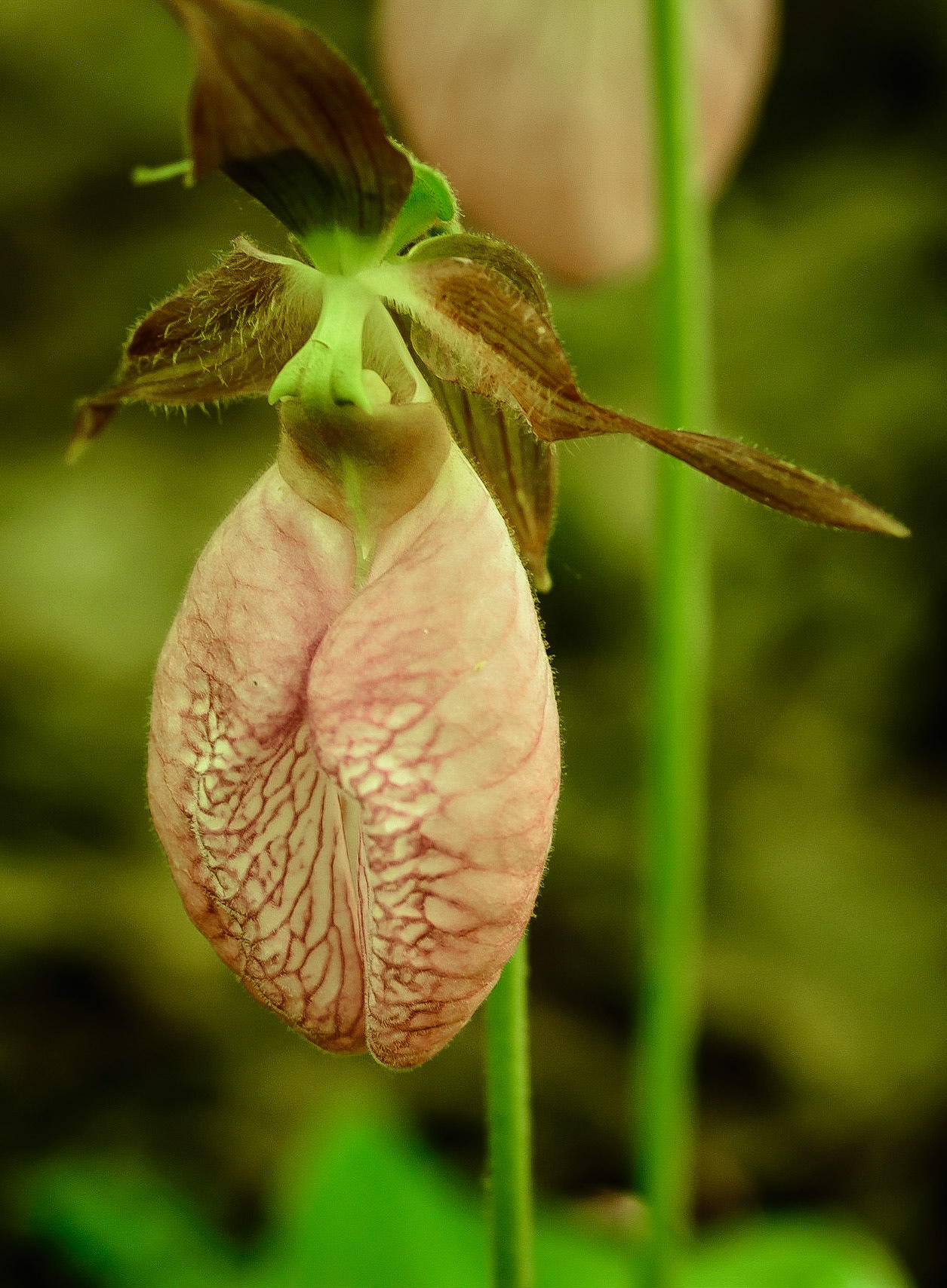 DTGD17344 Lady Slipper in My Backyard