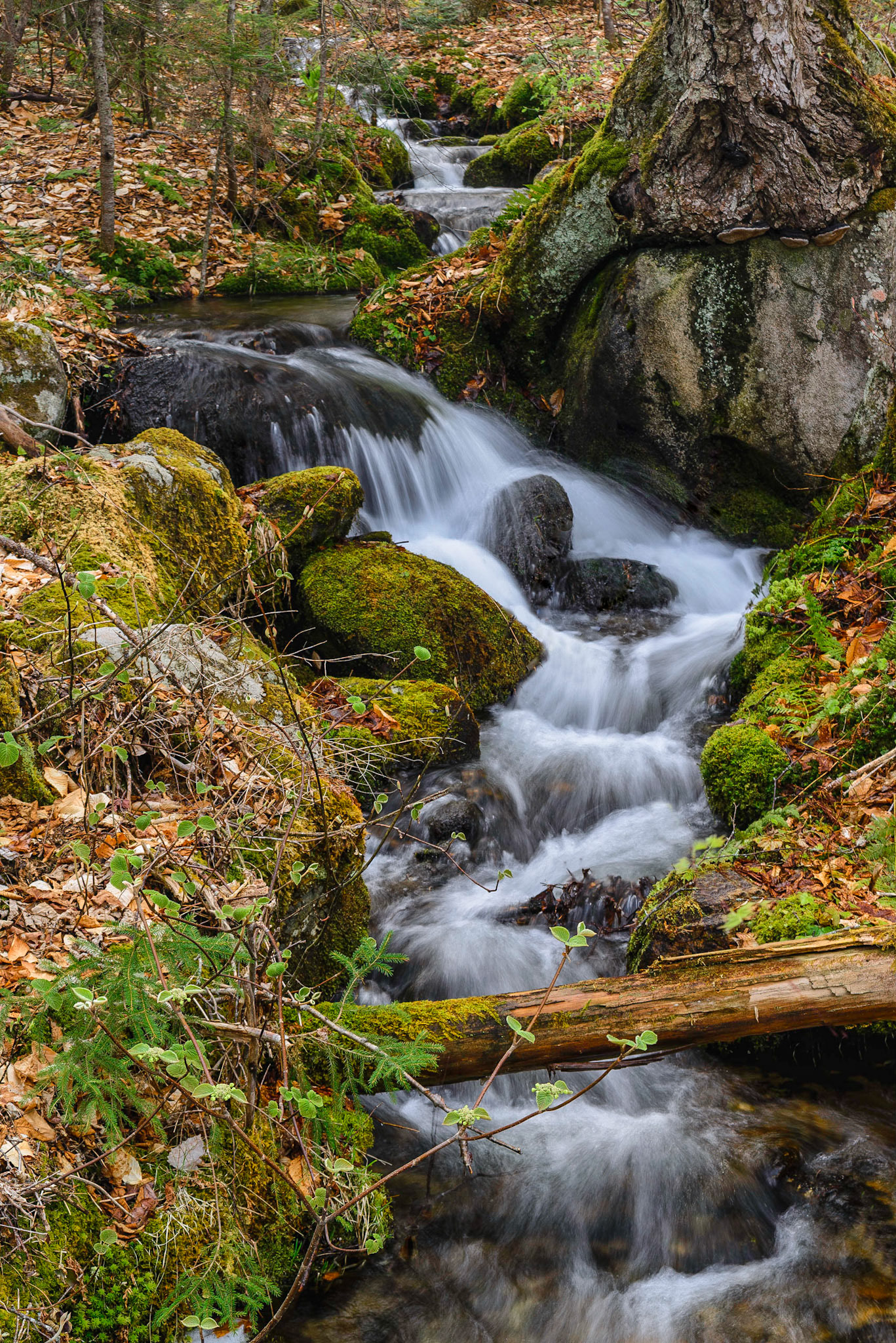 DTGD20003 Unkown Brook