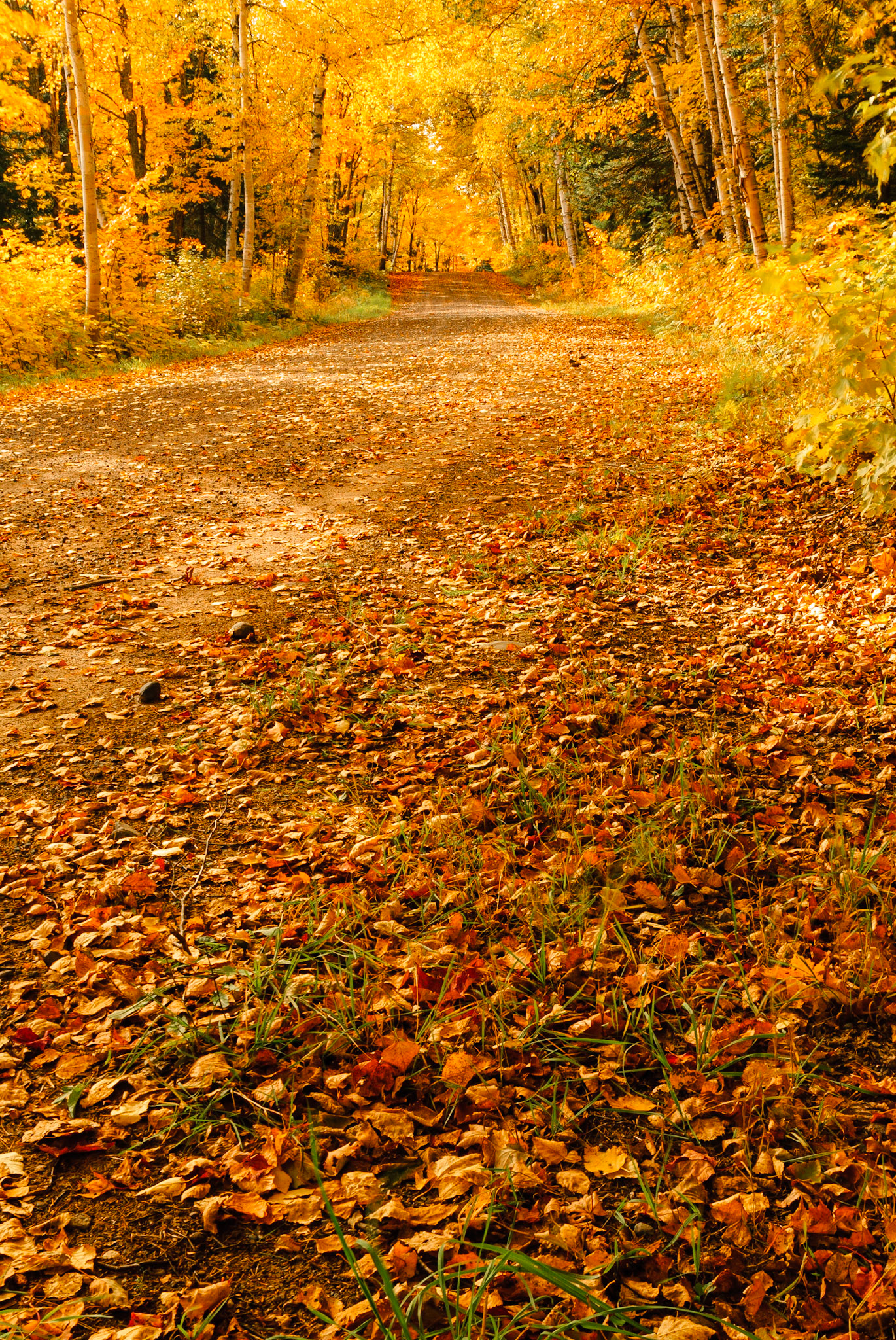 DTGD12810 Fall Color on Wyoming Road, Grant Township, MI