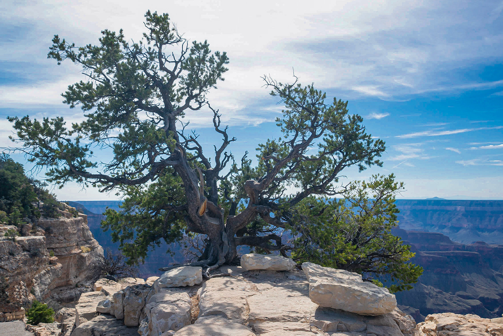 DTGD22376 Old Juniper in Grand Canyon
