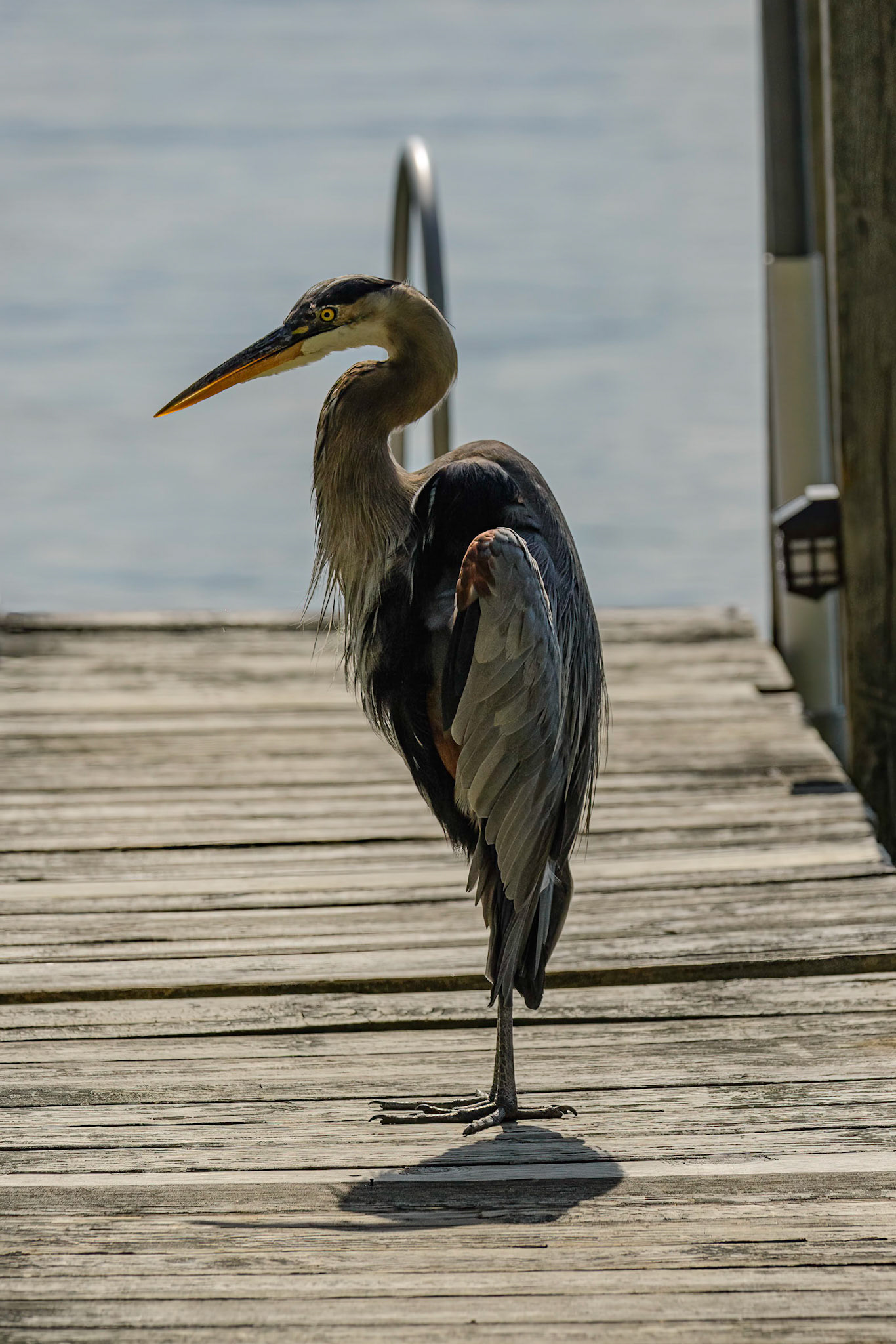DTGD38341-Blue Heron on Winnipesaukee