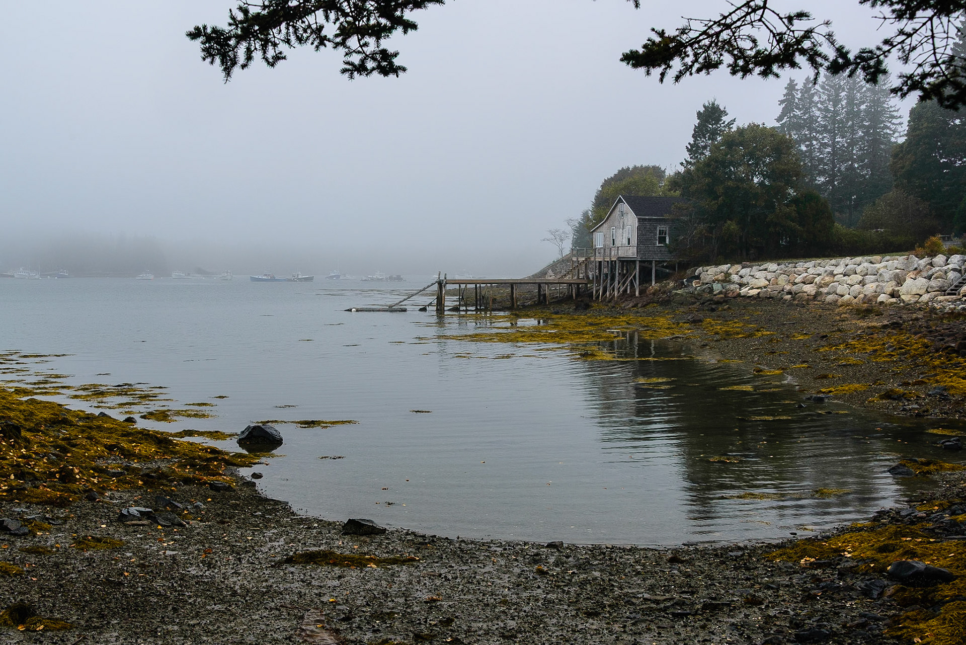DTGD27112 Bass Harbor Fog