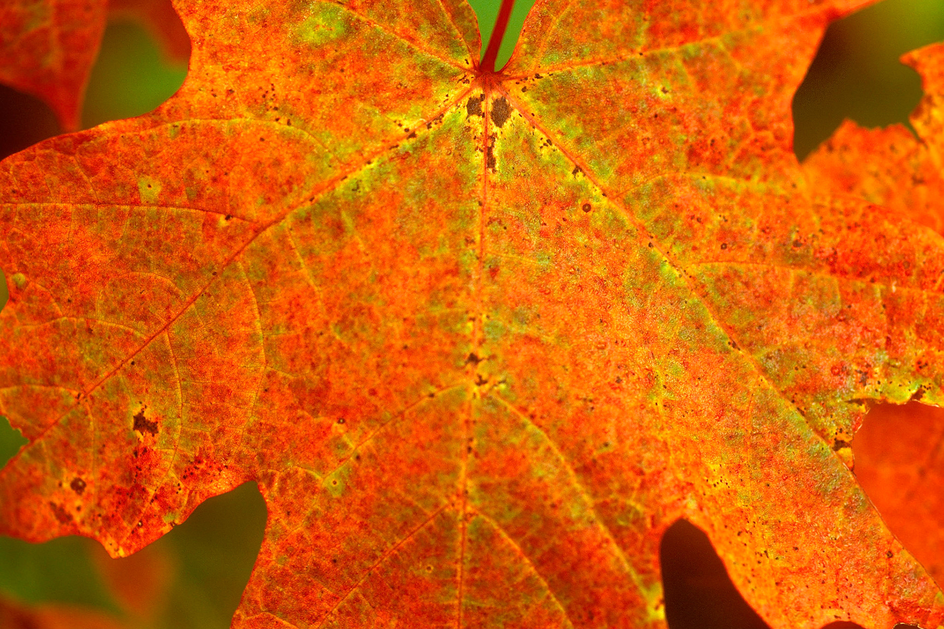 DTG00103 Orange Autum Leaf