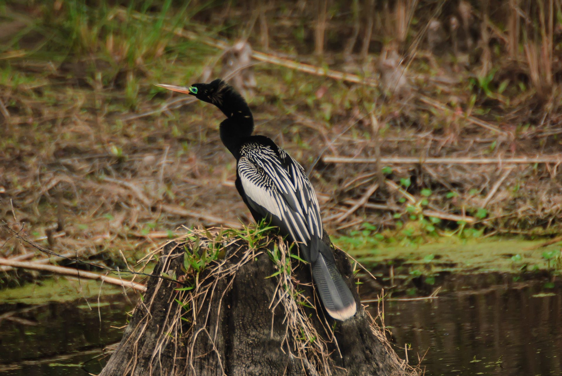 DTGD14586-Anhinga