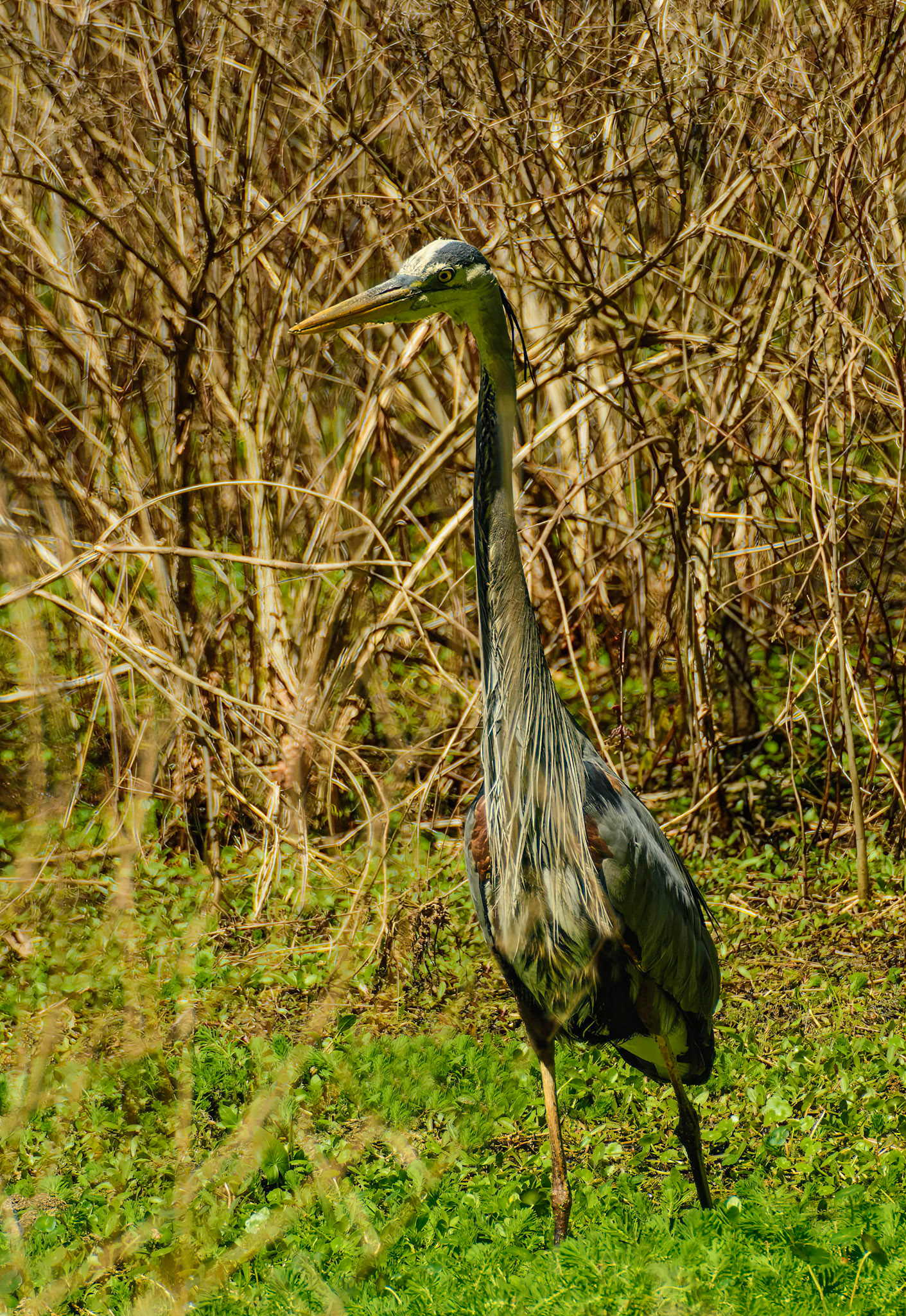 DTGD19711-Great Blue Heron
