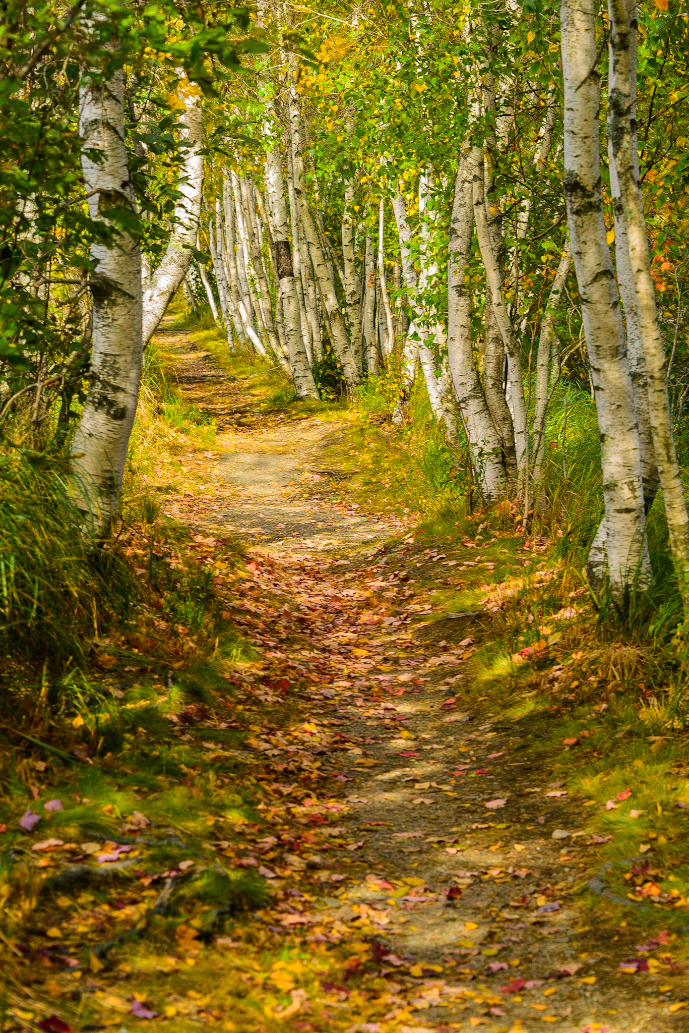 DTGD27027 Jesup Path