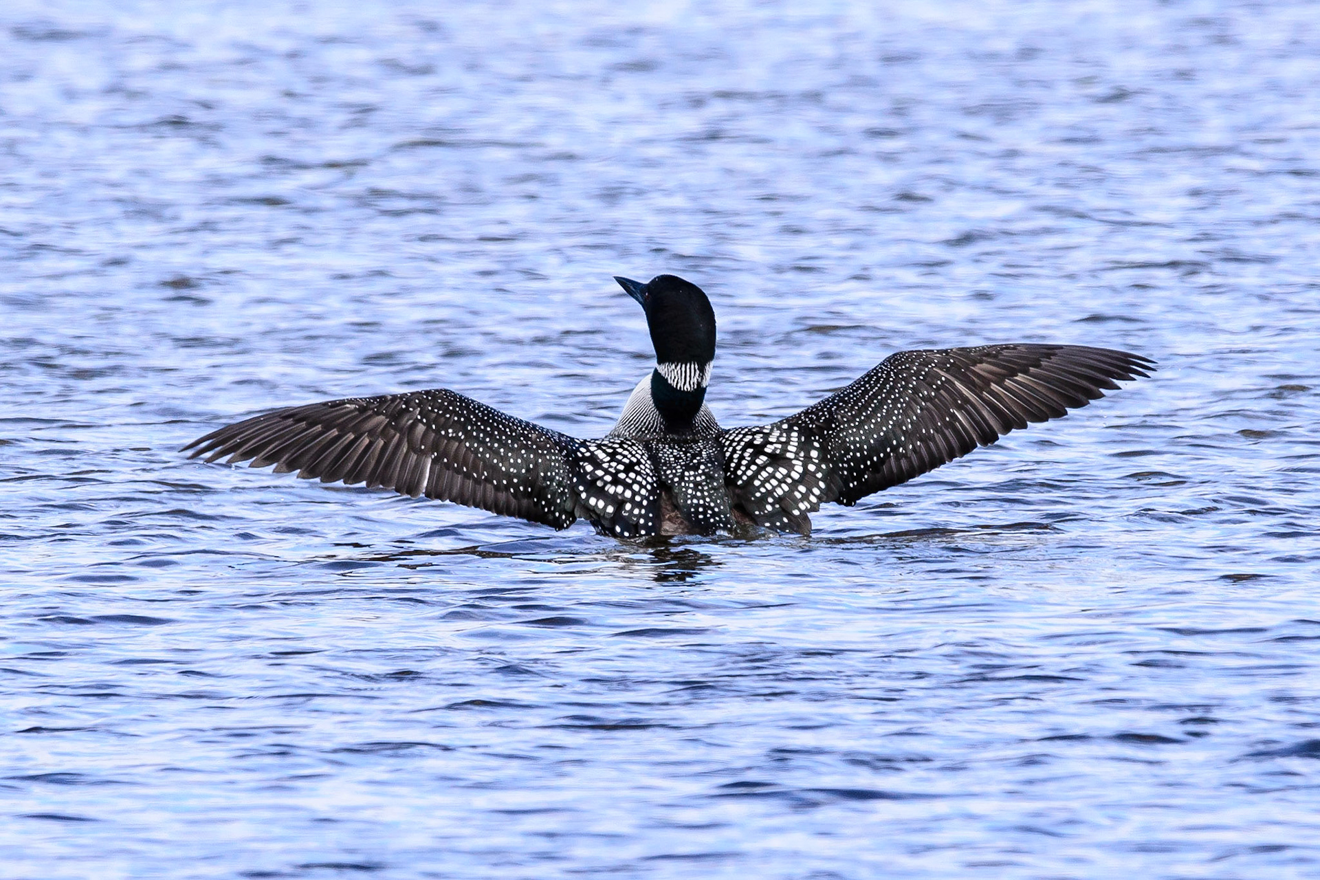 DTGD30514-Loon stretching wings