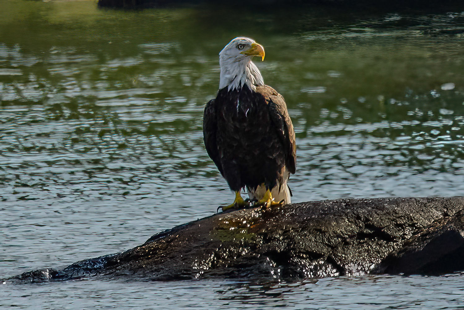 DTGD40038 Eagle on Winnipesaukee