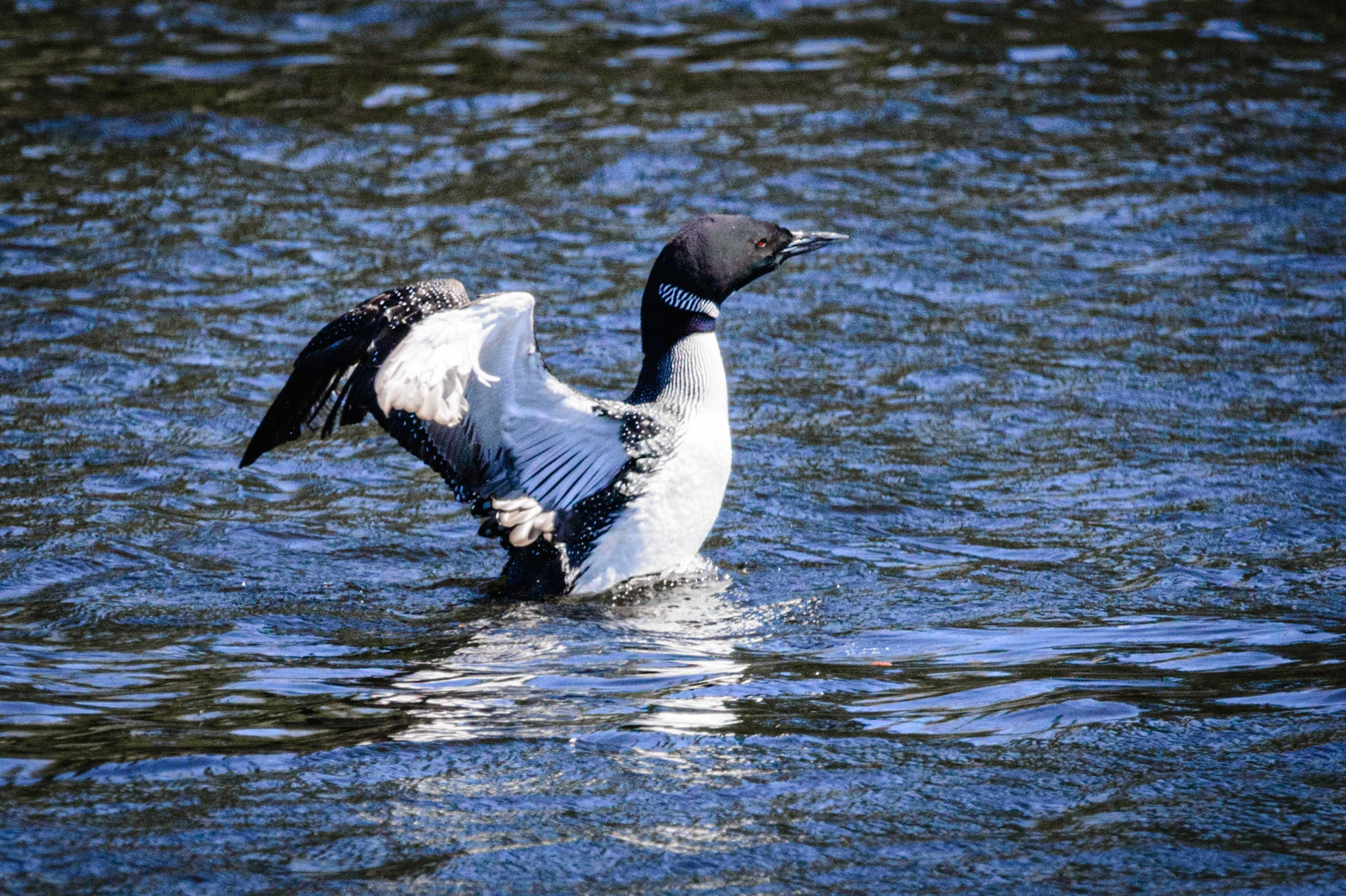 DTGD30666-Loon stretching wings