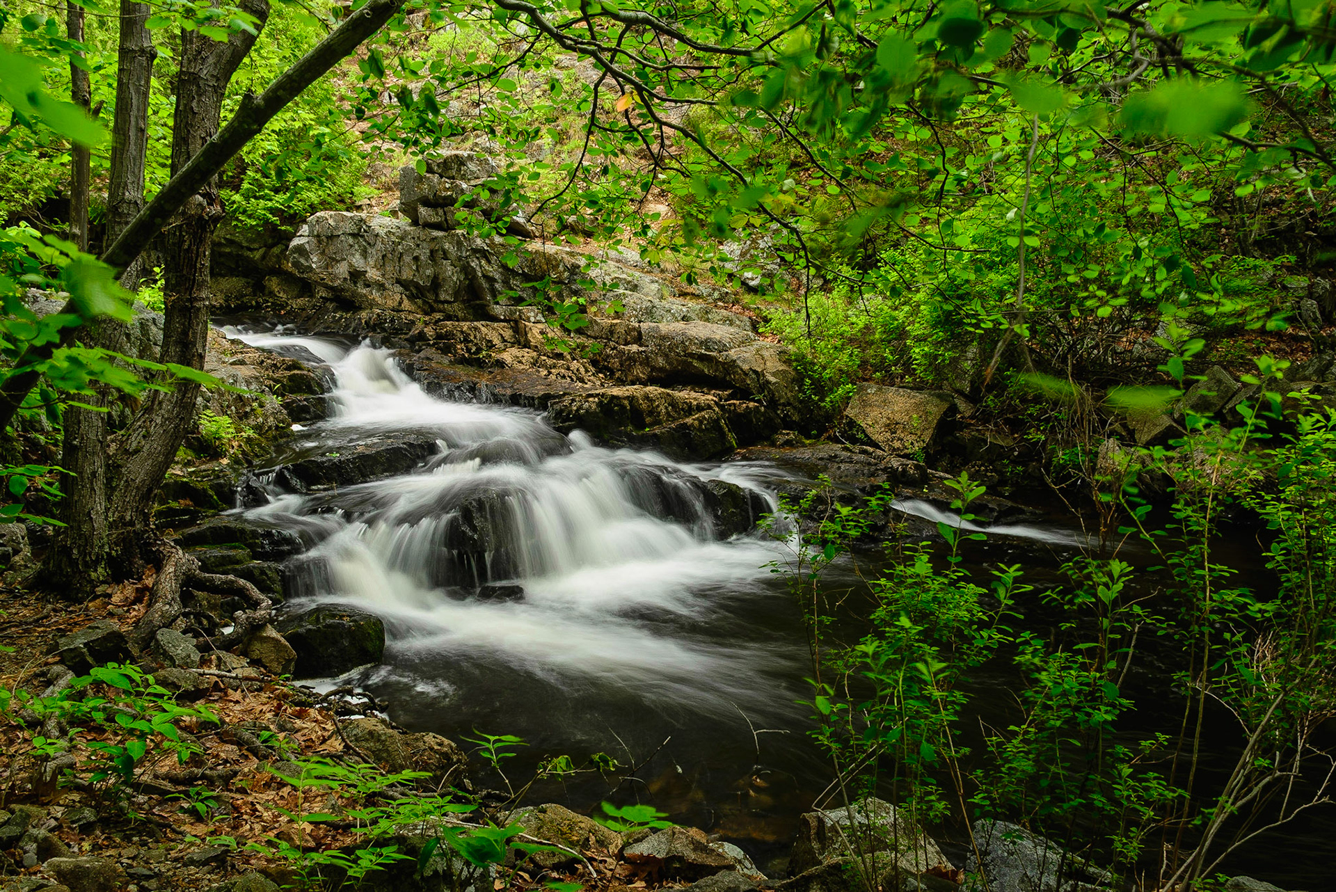 DTGD24272 Duck Brook, Aadia Nat'l Park, ME