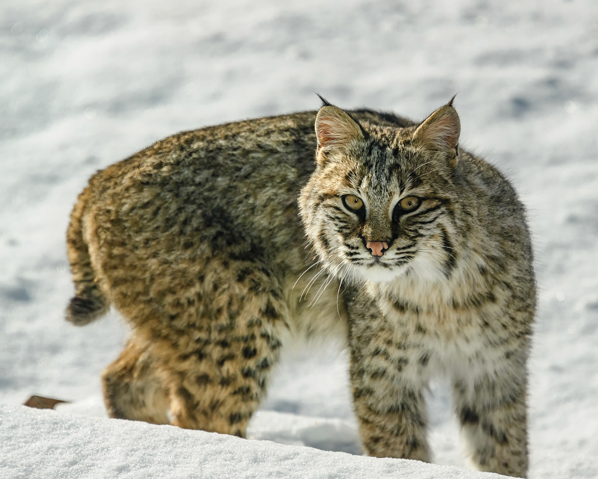 DTGD40283 Backyard Bobcat