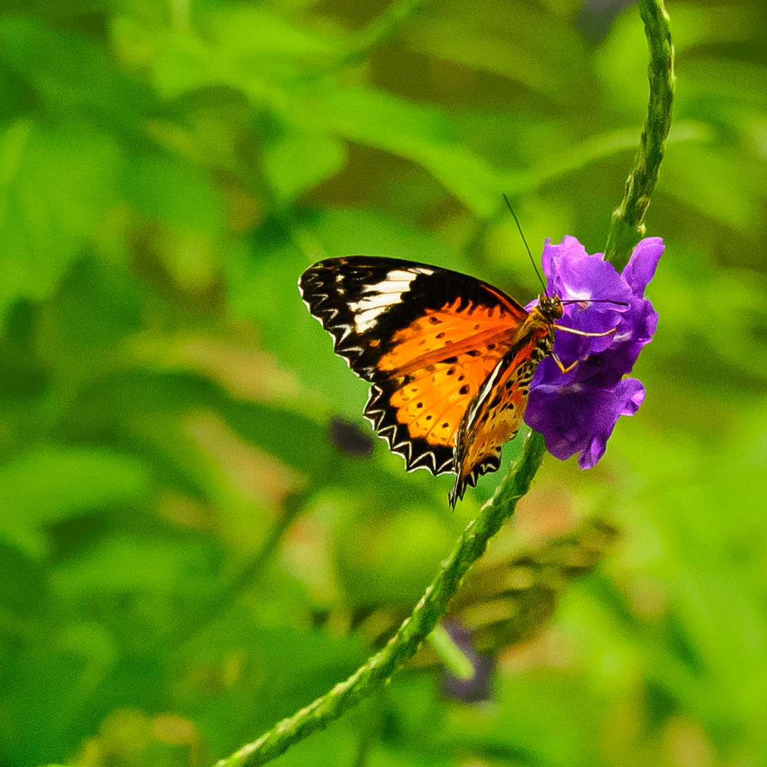 DTGD37746-Asian Monarch