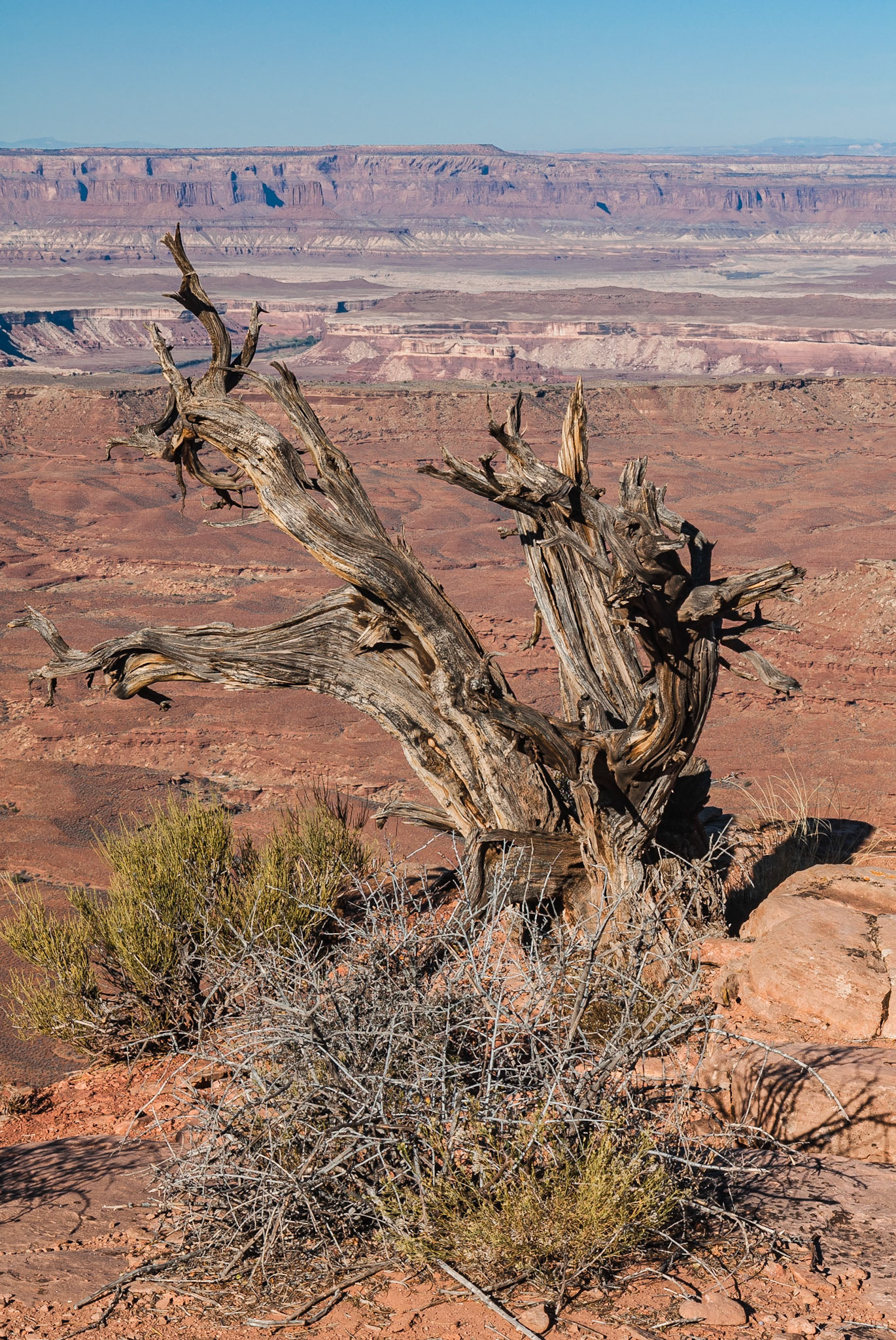 DTGD09835 Dead Juniper, Canyonlands