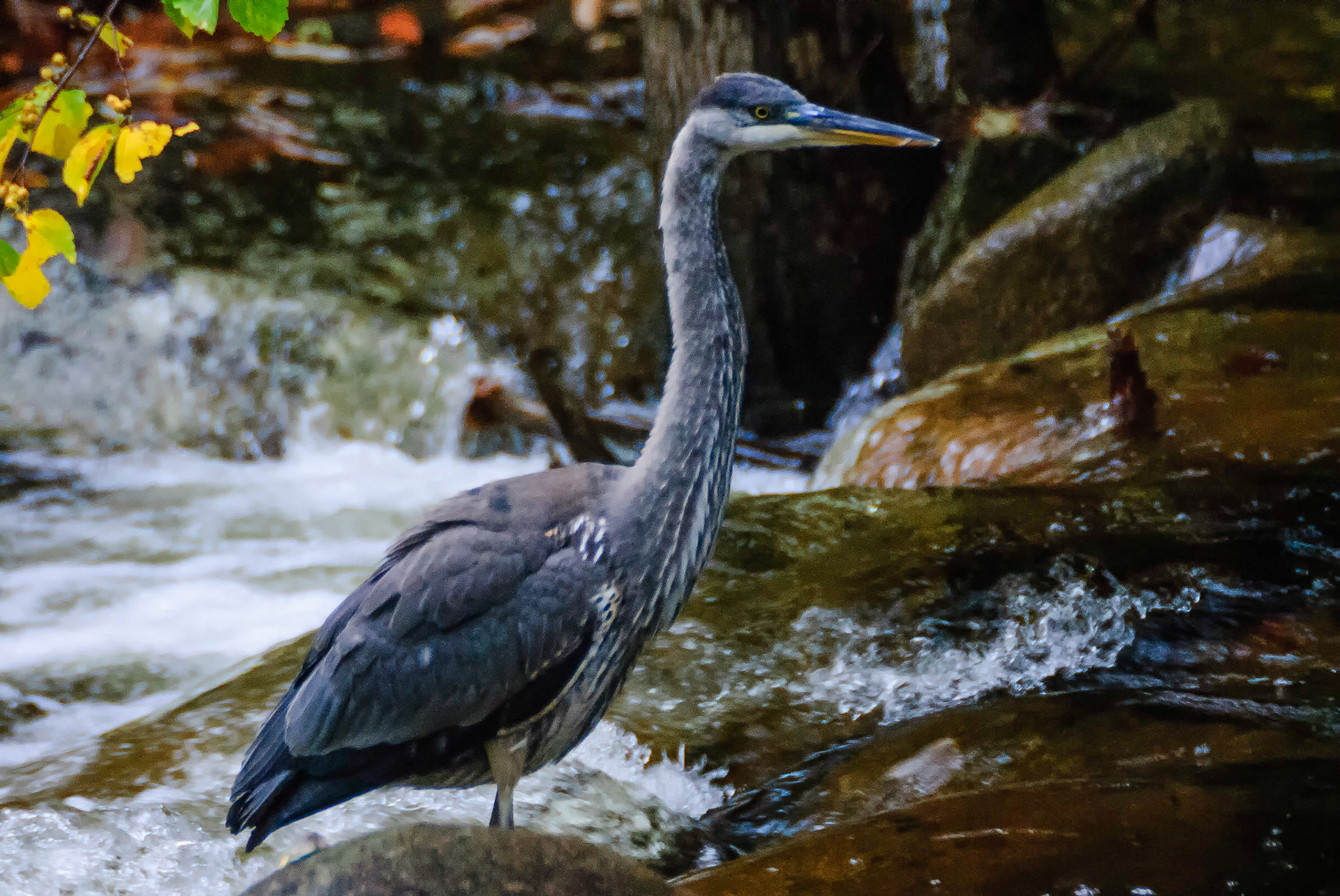 DTGD01642-Blue Herron