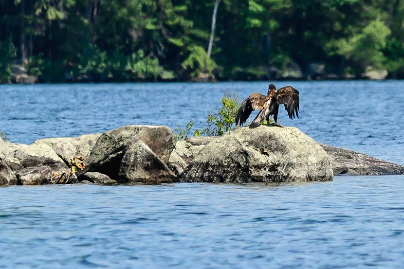DTGD33021-Young Bald Eagle on Squam Lake