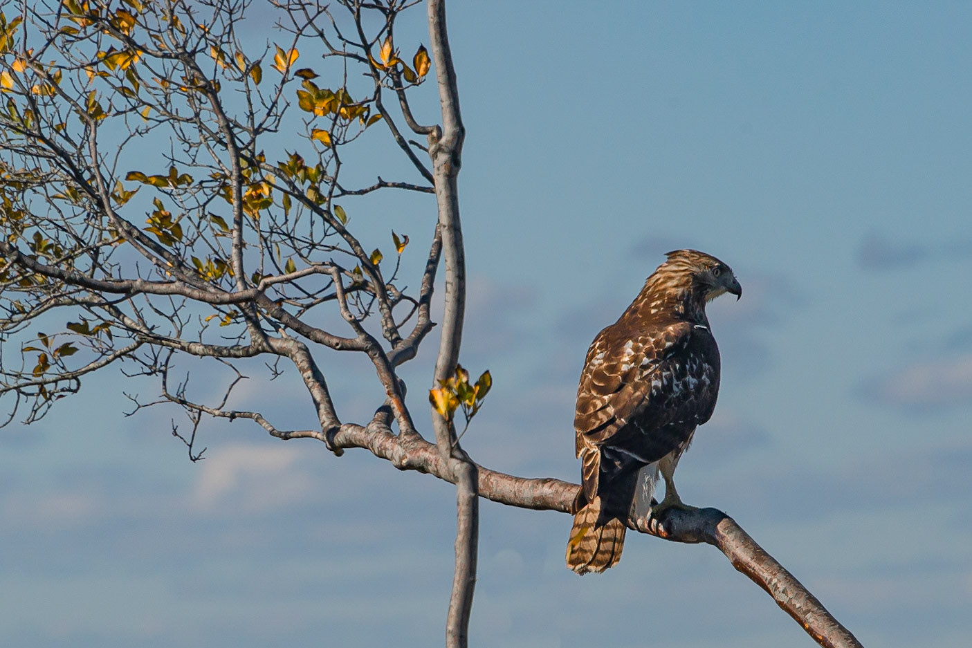 DTGD36919-Broad Winged Hawk