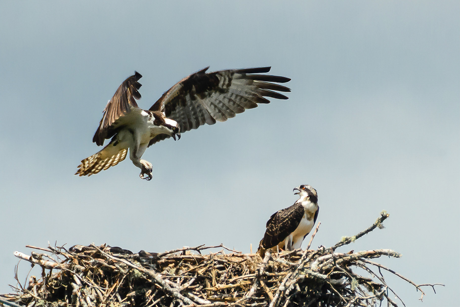 DTGD15309-Osprey coming Home
