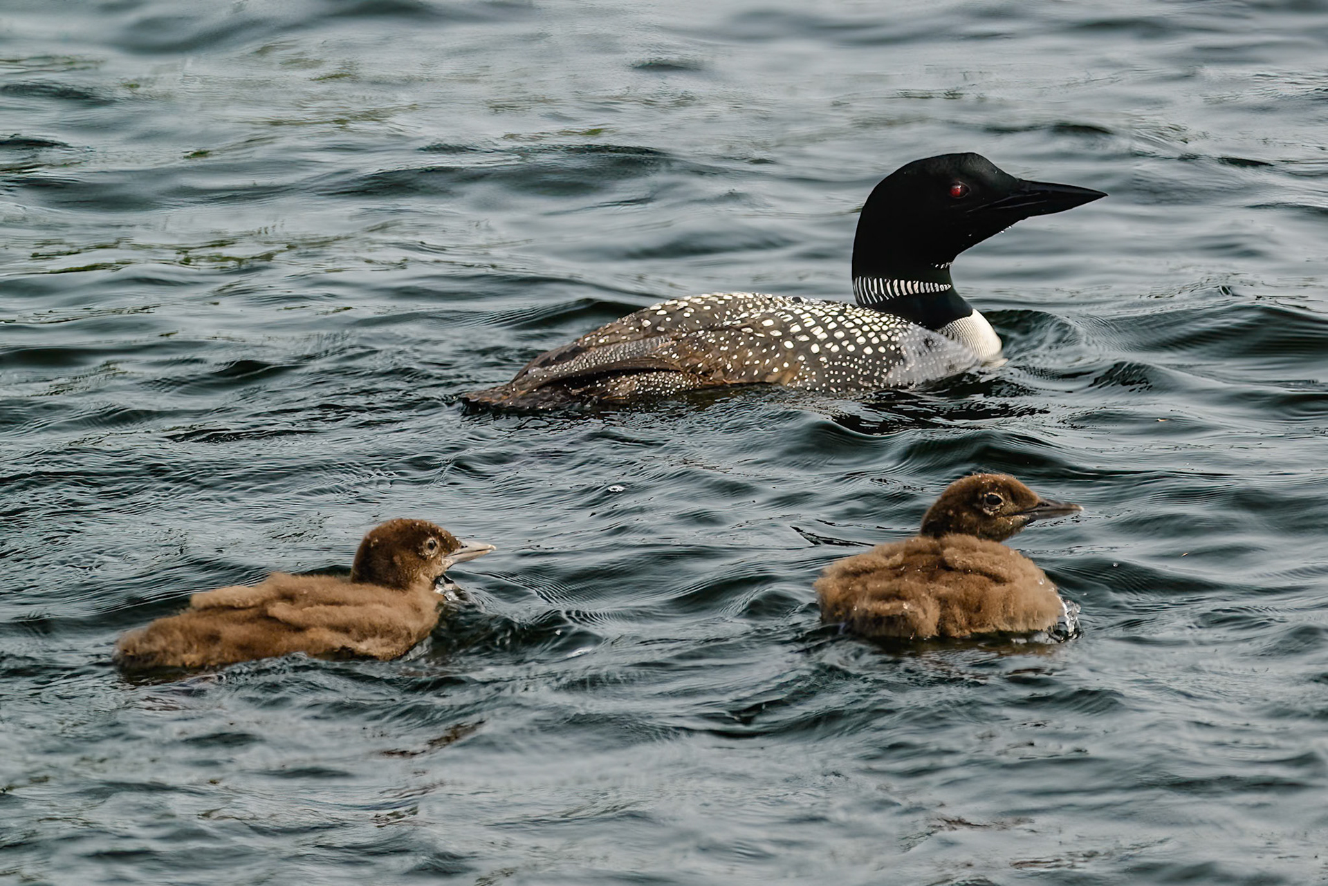 DTGD39812-Loons on Winnipesaukee