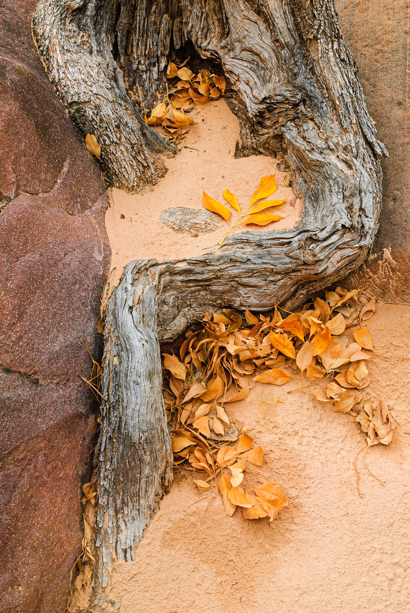 DTGD11013 Old Tree Root, Pine Creek