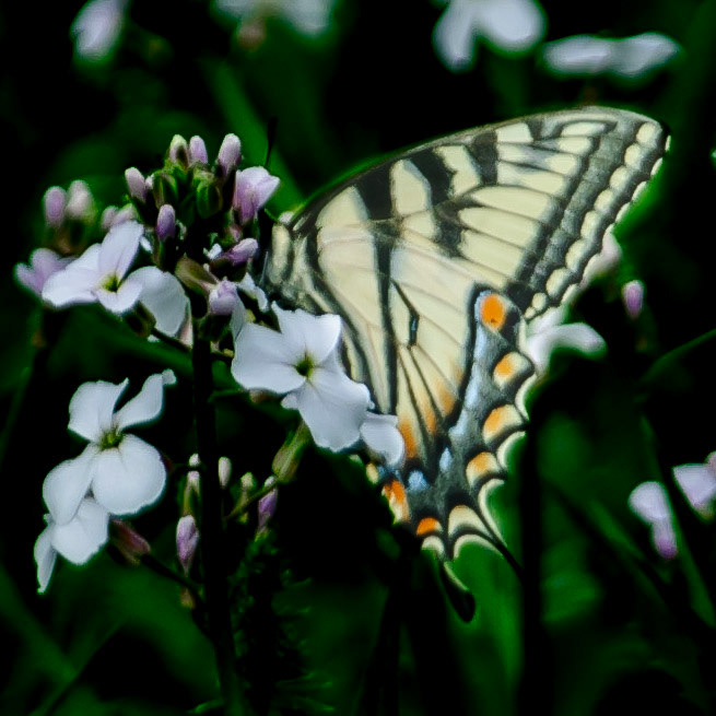DTGD00247 Butterfly on flowers