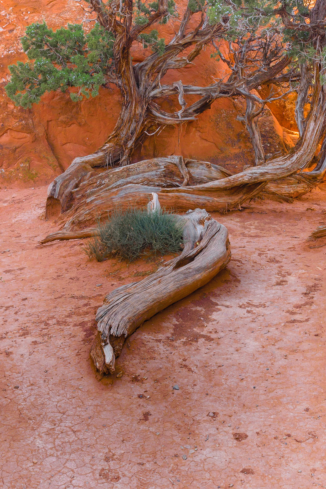 DTGD21563 Gnarly Old Juniper